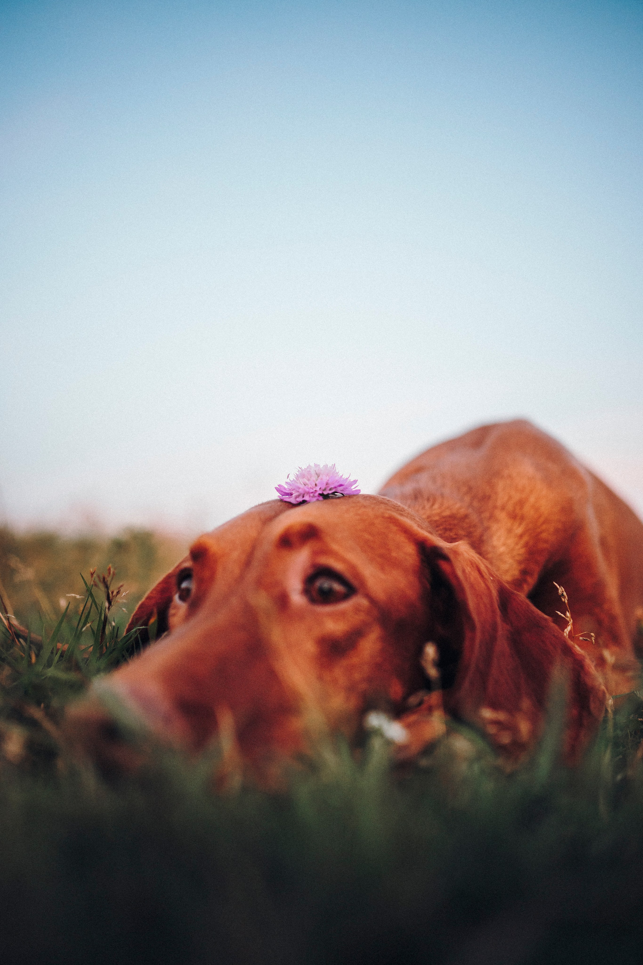 Маша, Трисс и Эста. Семейный фотограф анималист Ананьева Мария — Москва