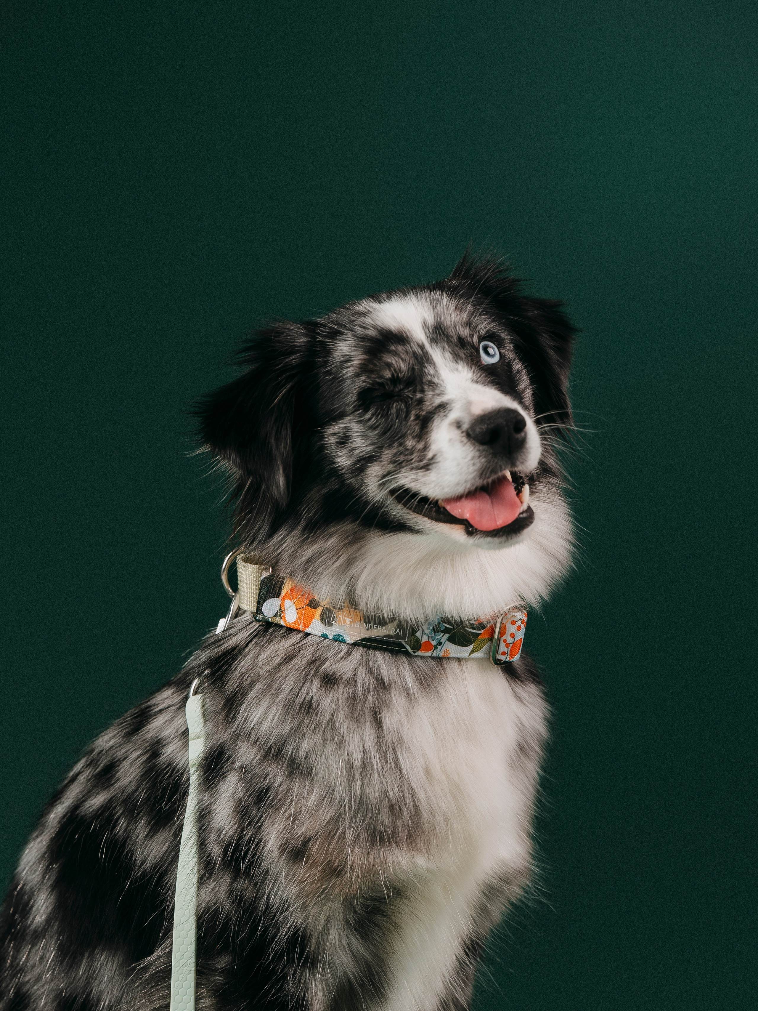 B&F. Амуниция. Семейный фотограф анималист Ананьева Мария — Москва