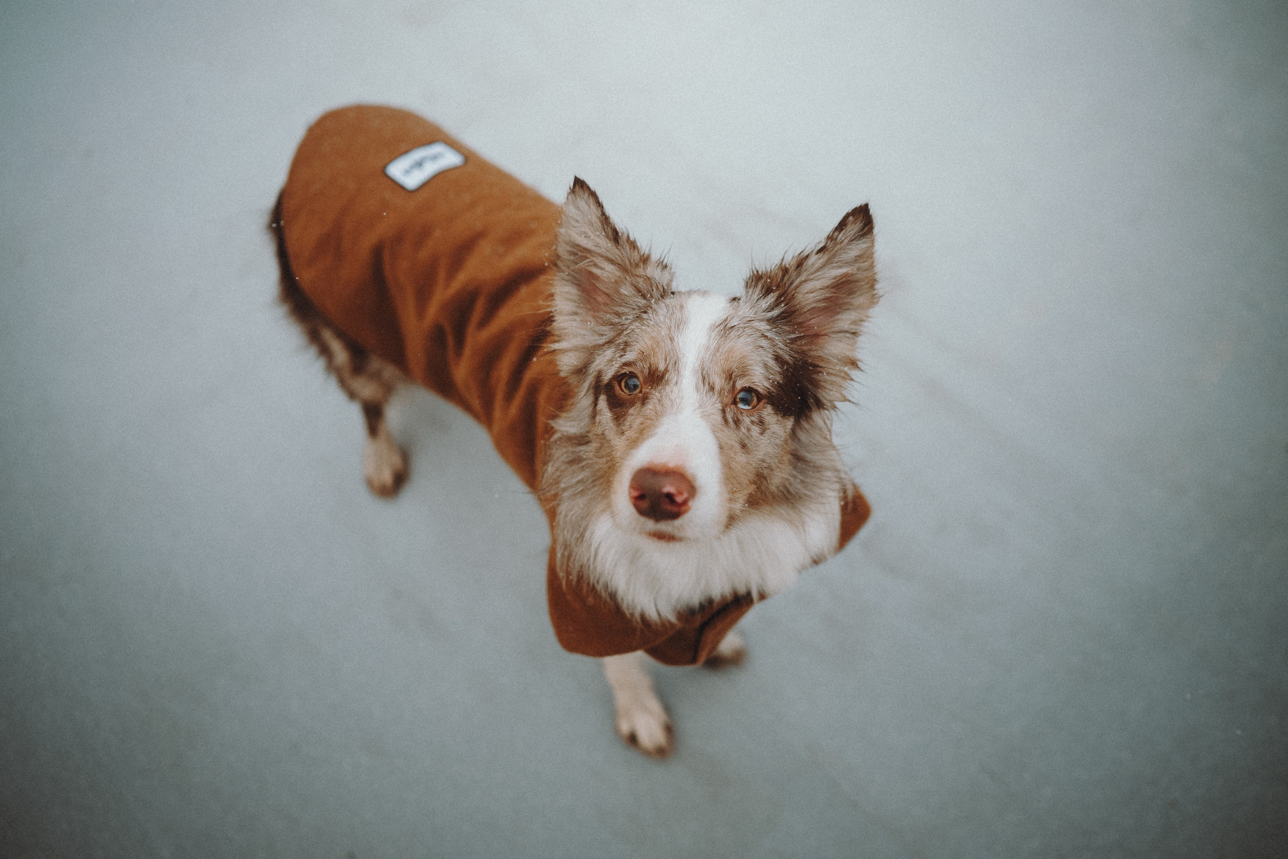 Аня и Дэймон. Семейный фотограф анималист Ананьева Мария — Москва