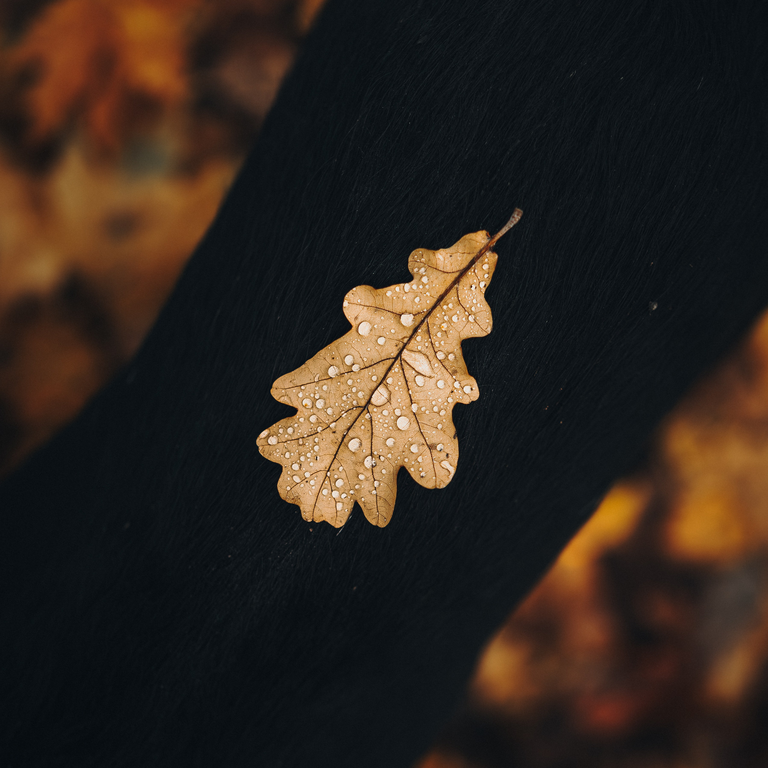 Даша и Умбра. Семейный фотограф анималист Ананьева Мария — Москва