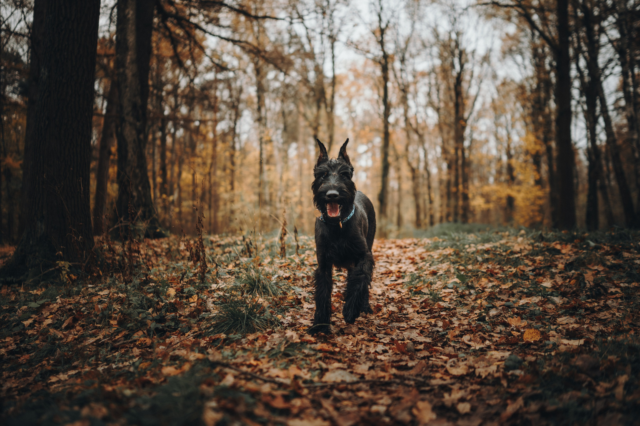 Даша и Умбра. Семейный фотограф анималист Ананьева Мария — Москва