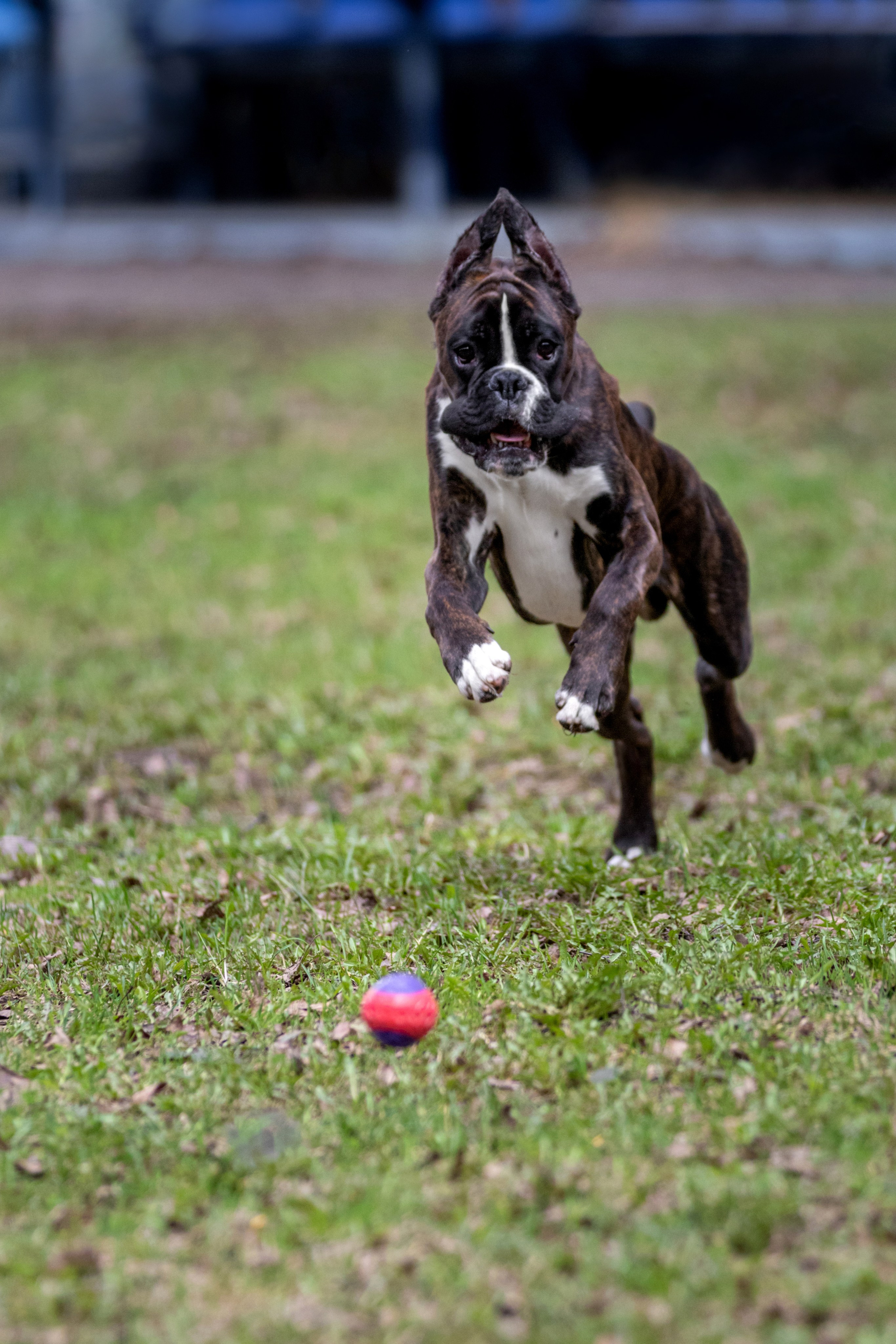 Прогулки. Фотограф — анималист в Москве и области Ольга Петракова