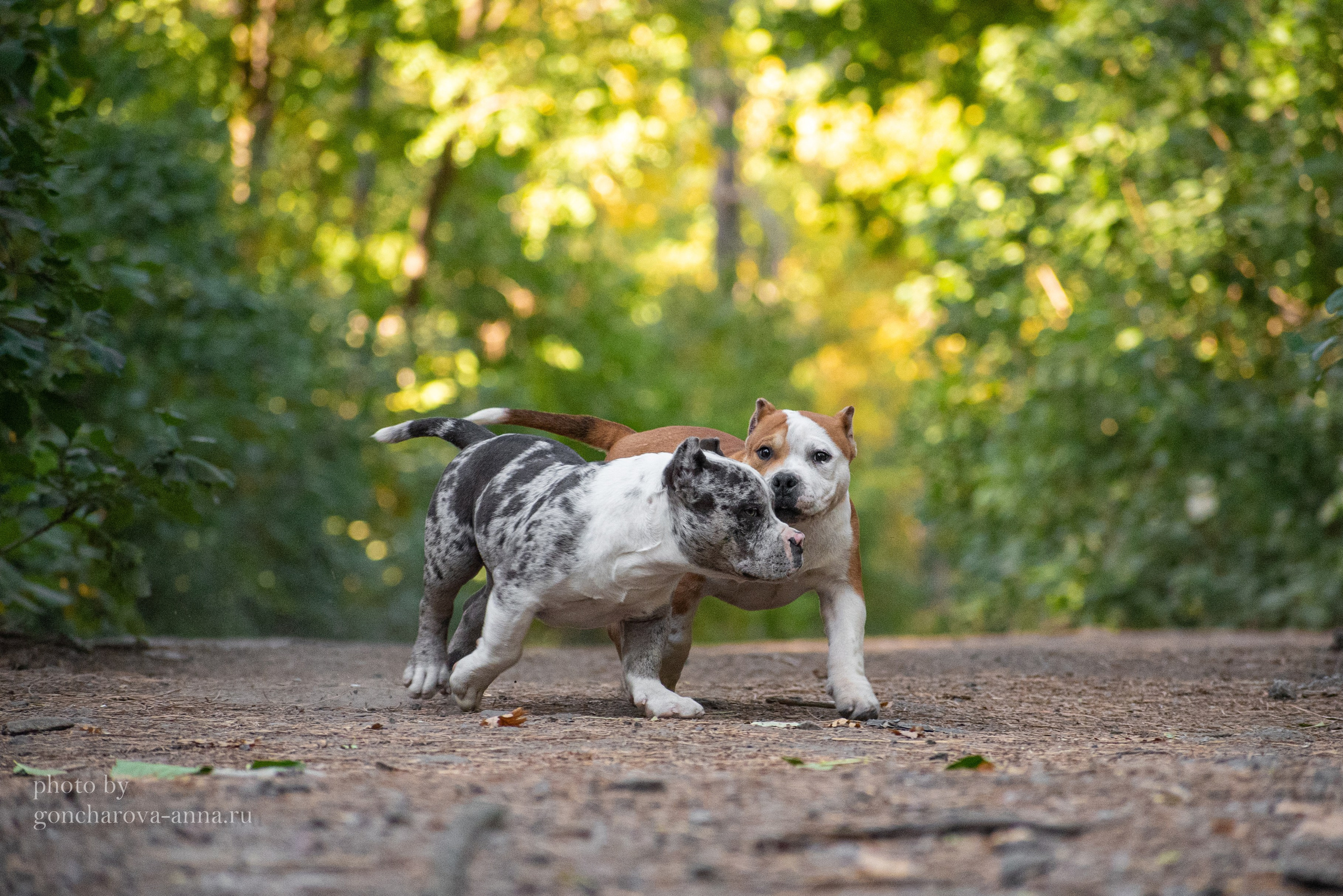 Фотопрогулки. Фотограф анималист в Ростове I Гончарова Анна