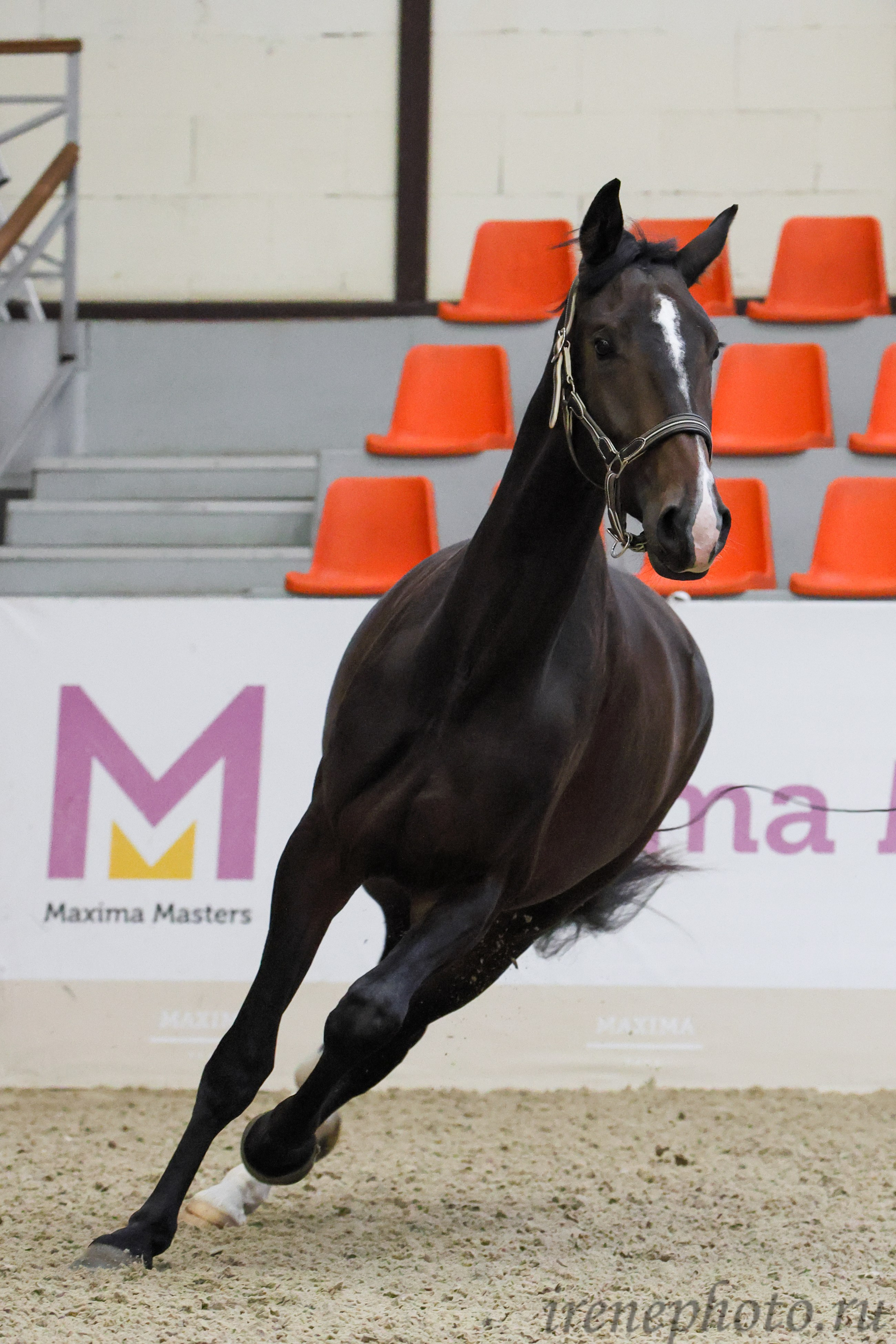 Конная Россия 2024 Оценка двигательных качеств. Irenephoto.ru