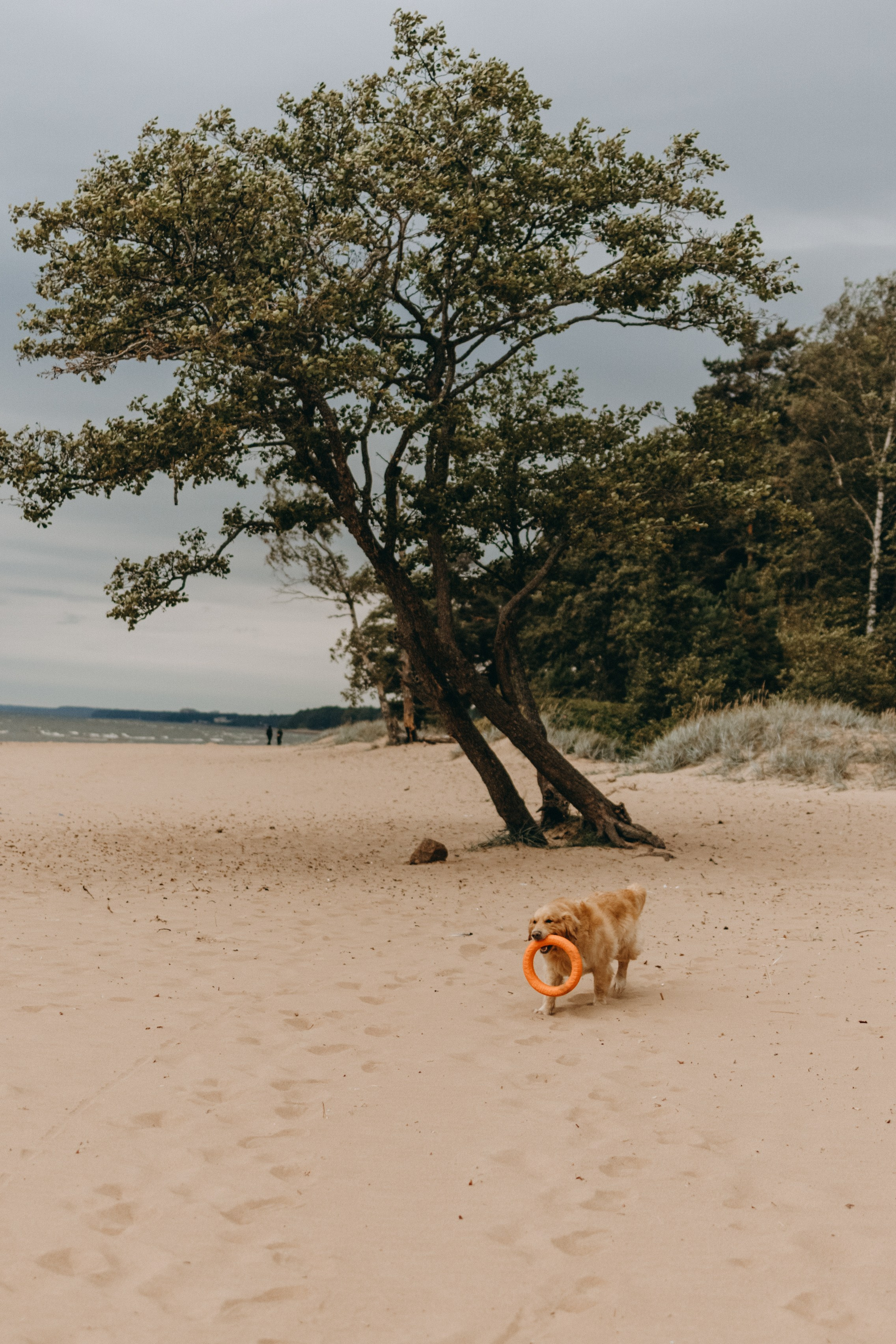 Фоси и его семьи. Фотограф — Анималист | Санкт-Петербург