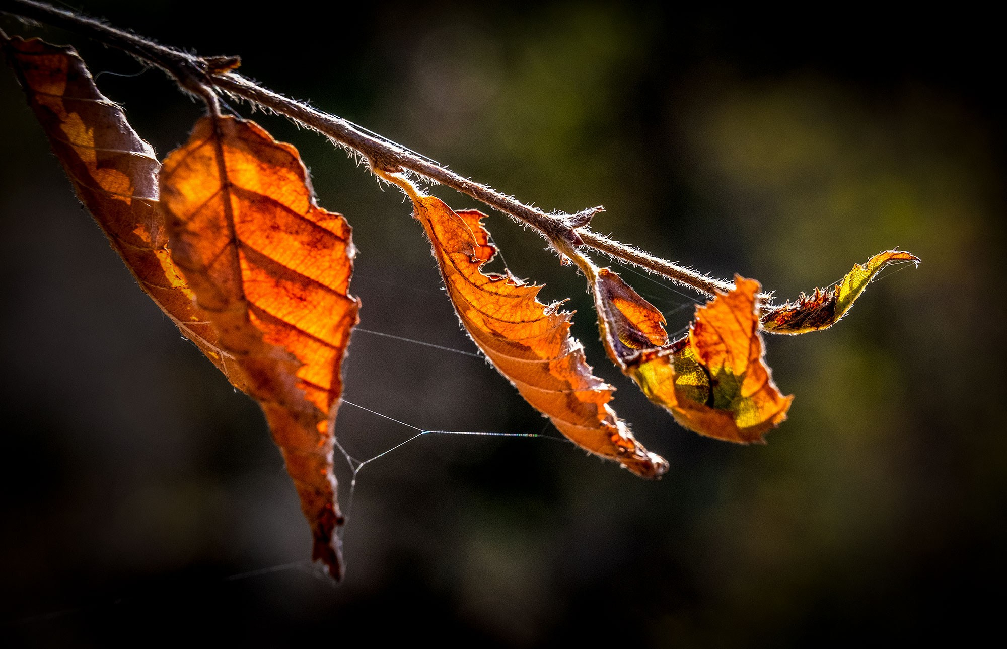 Свадебный фотограф в Геленджике