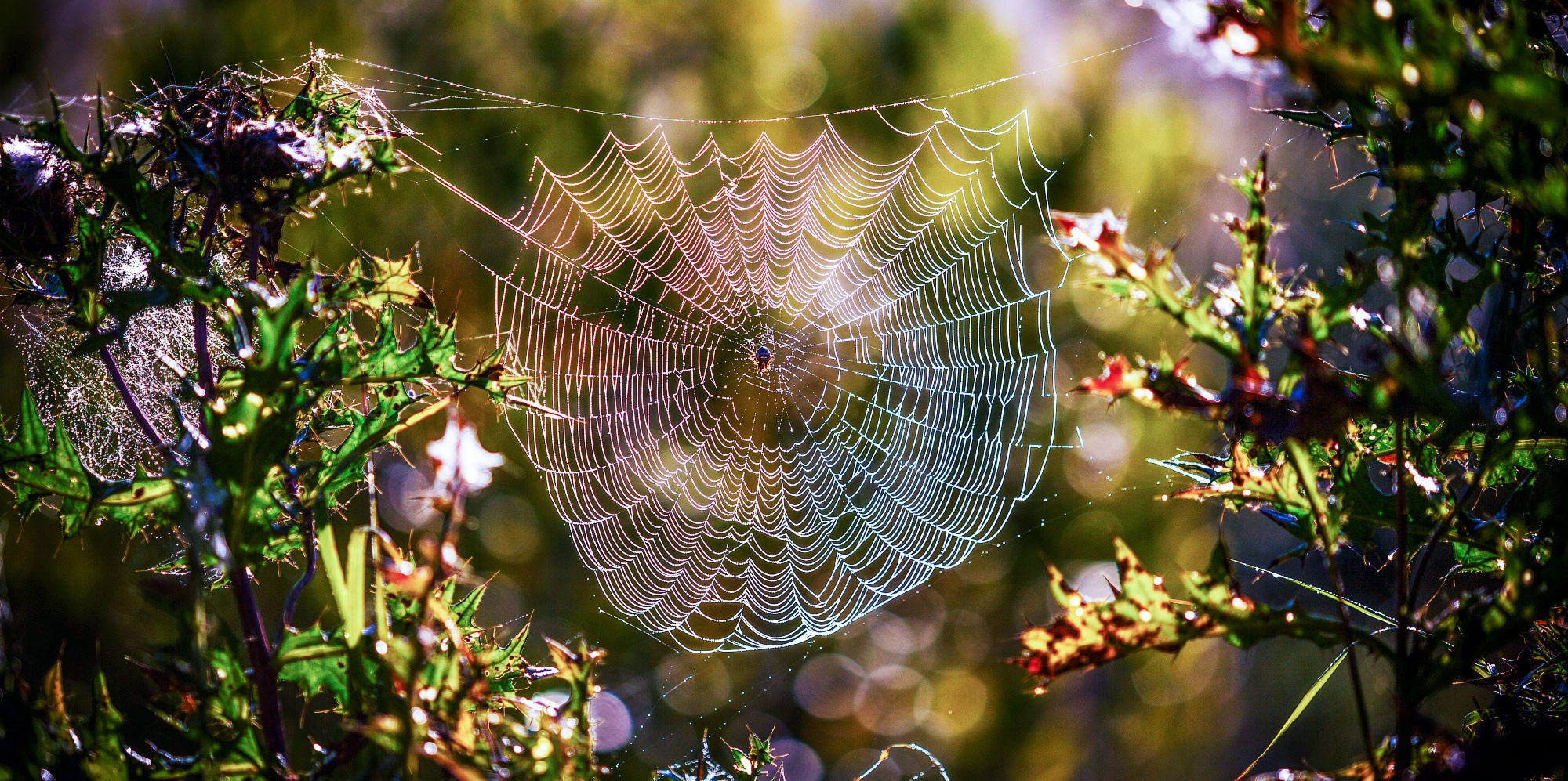 свадебный фотограф Геленджик
