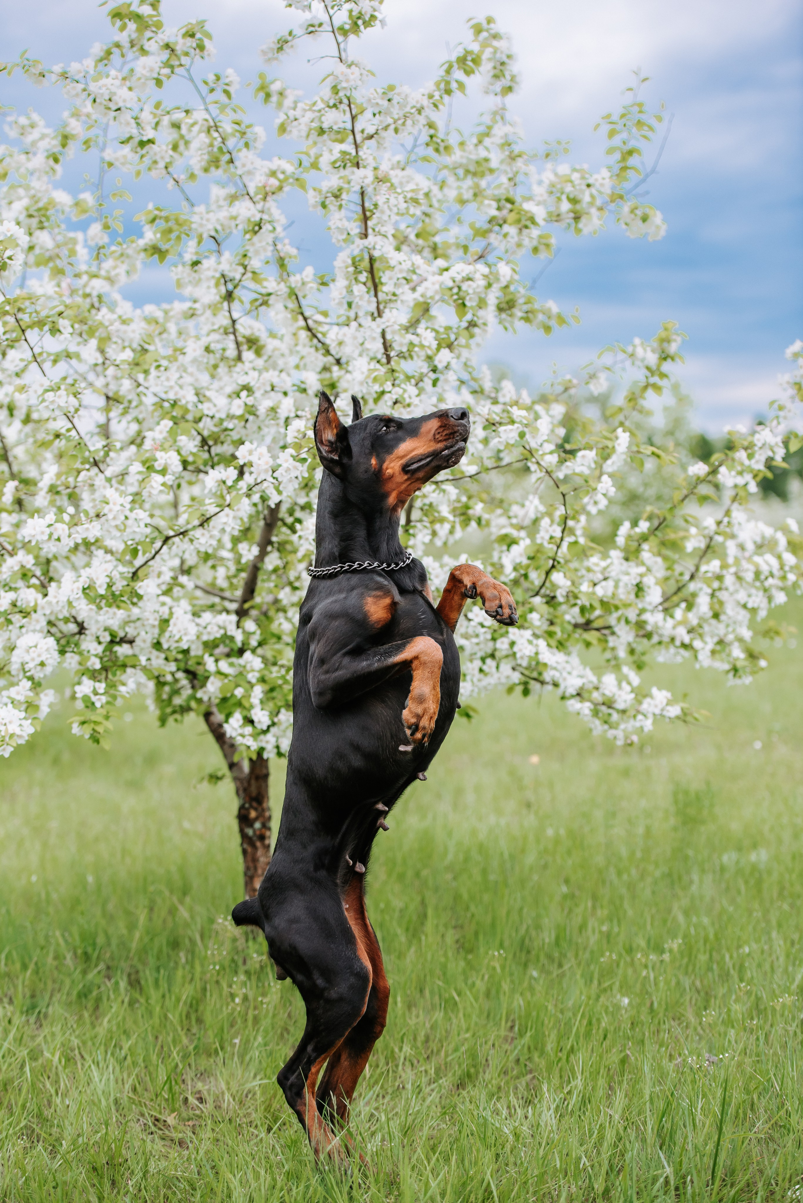 Цветение с доберманами. Фотограф Диана Оленина Красноярск / Братск