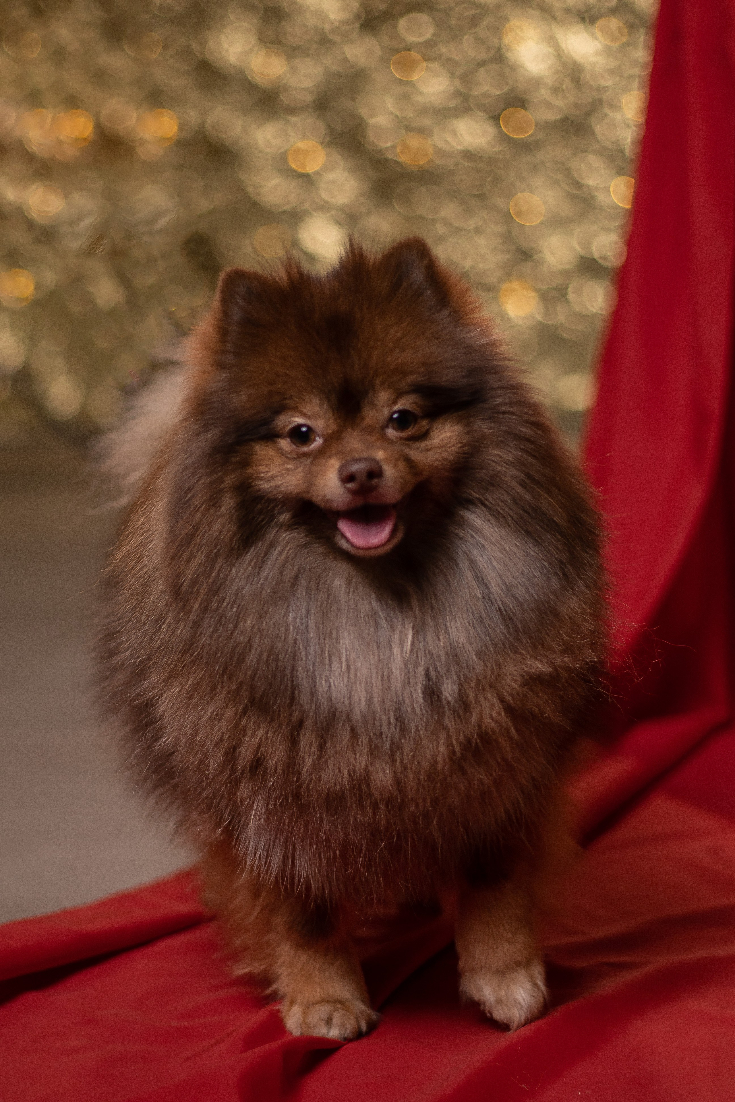 Новый год 2025. Семейный фотограф в Саратове Элоиза Ляпина