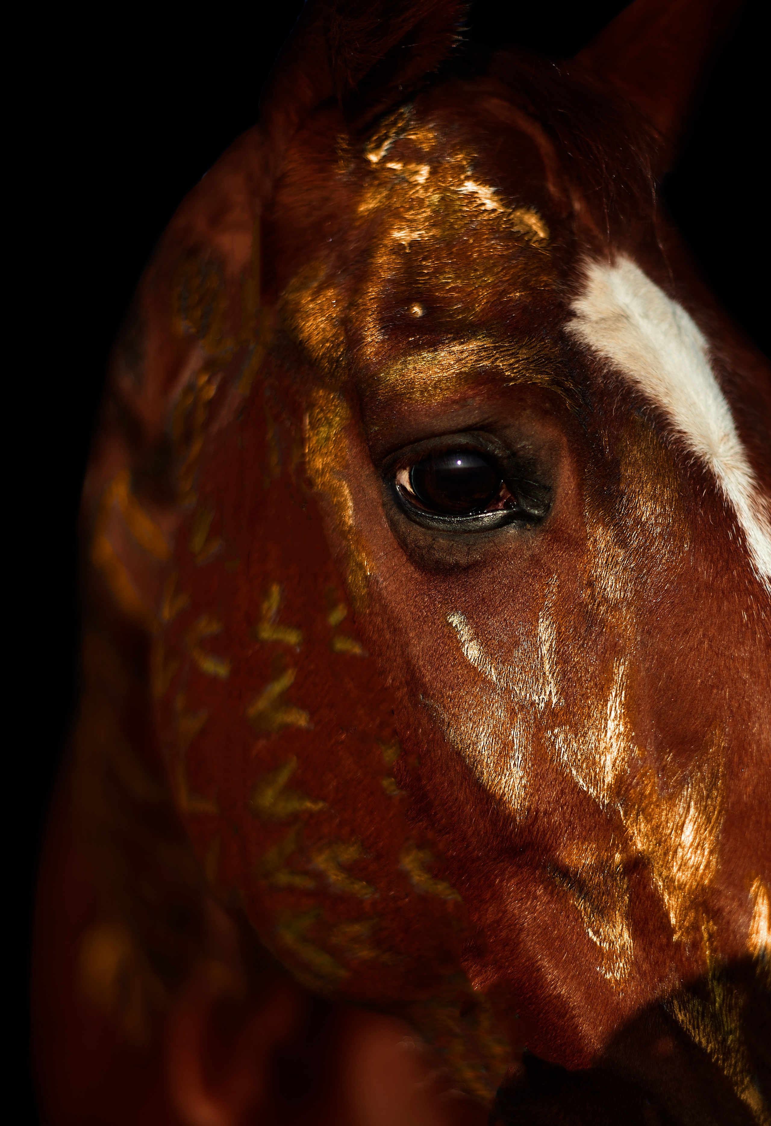 Комфортная. Фотограф в Севастополе