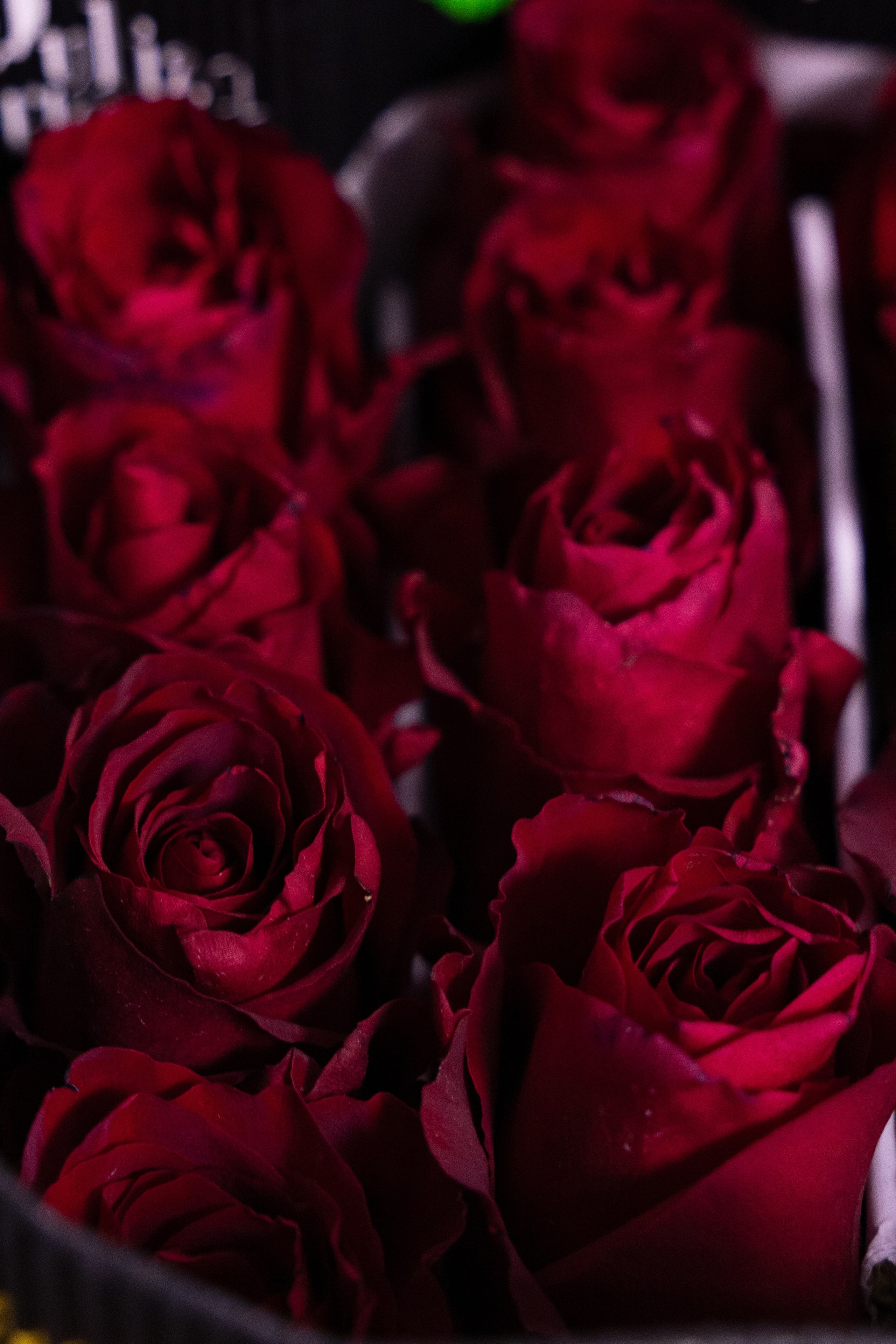 бордовые розы стоят двумя рядами