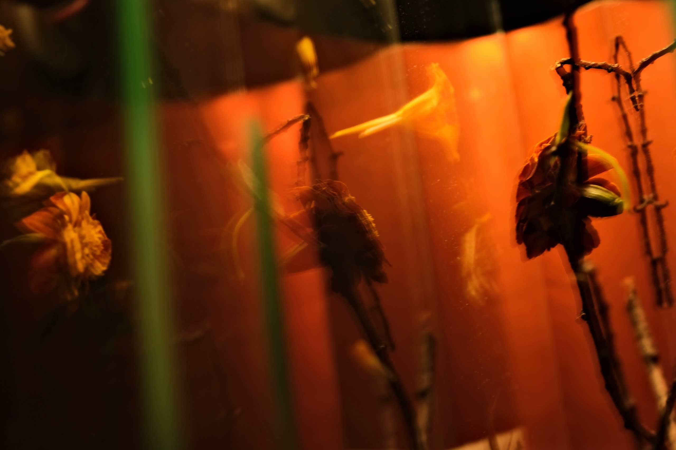 Цветочные принты. Фотограф Анна Чанаях