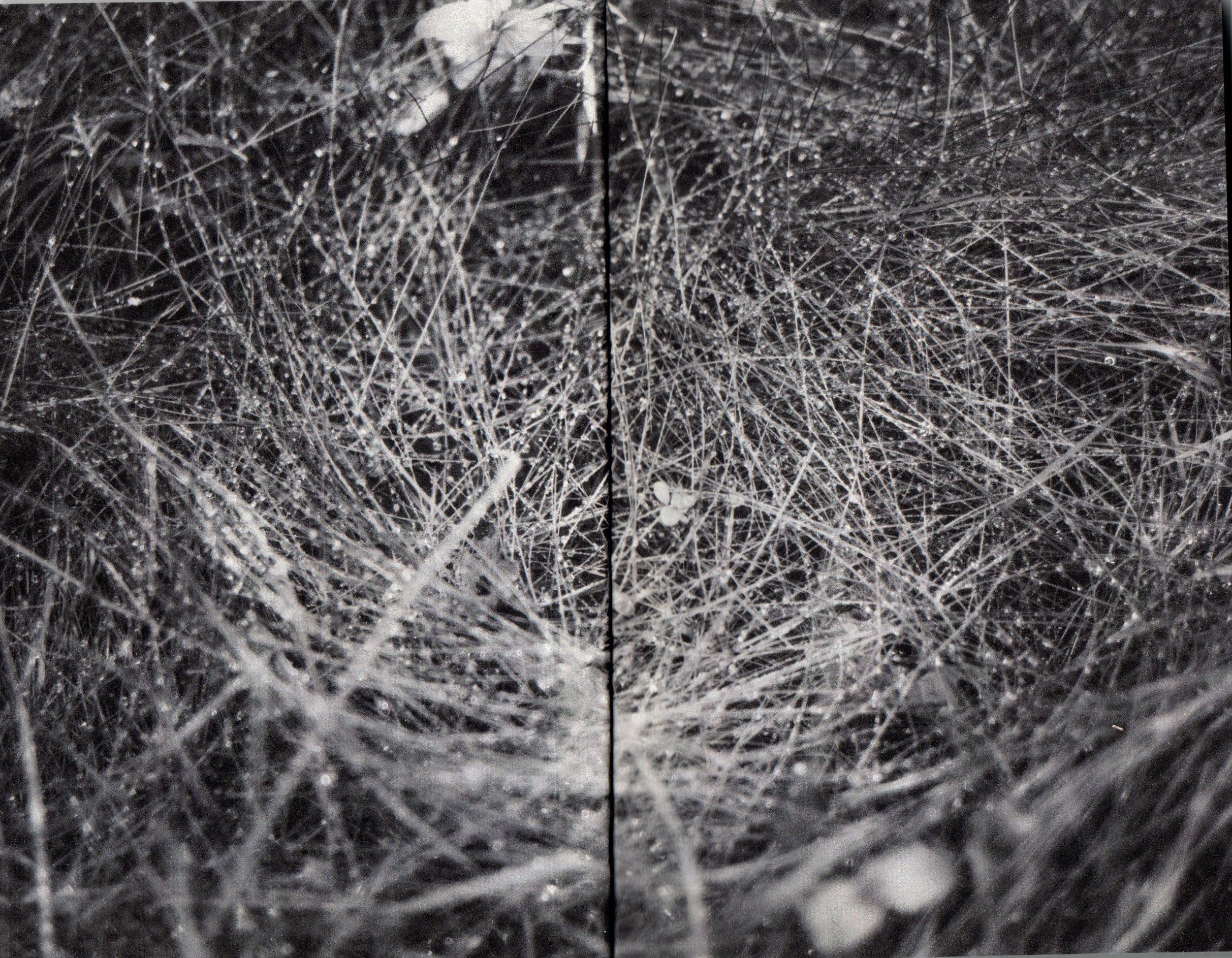 Любители ягодных пирогов. Фотограф Анна Кирнос