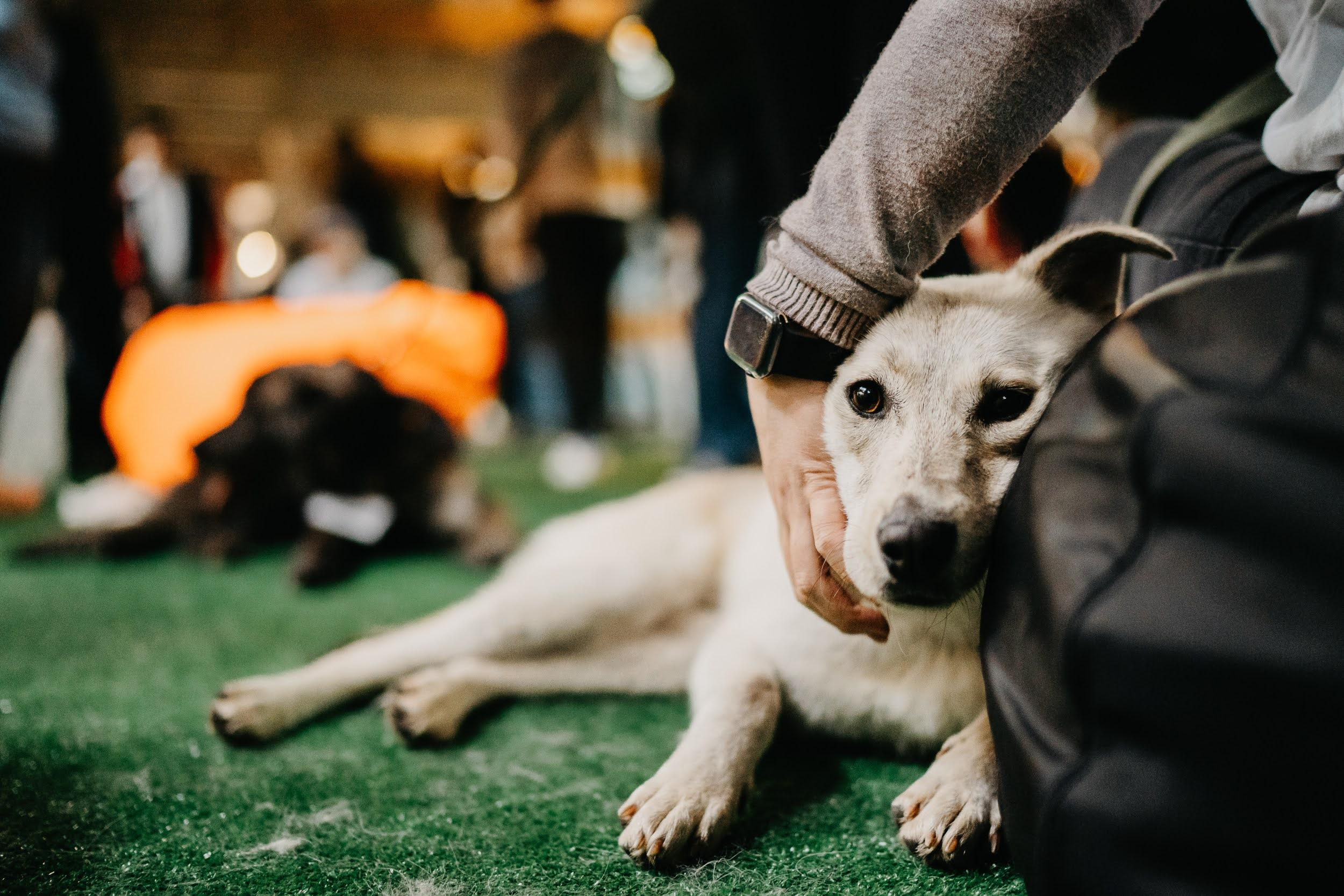 Shelter dogs. Real moments between people and their dogs