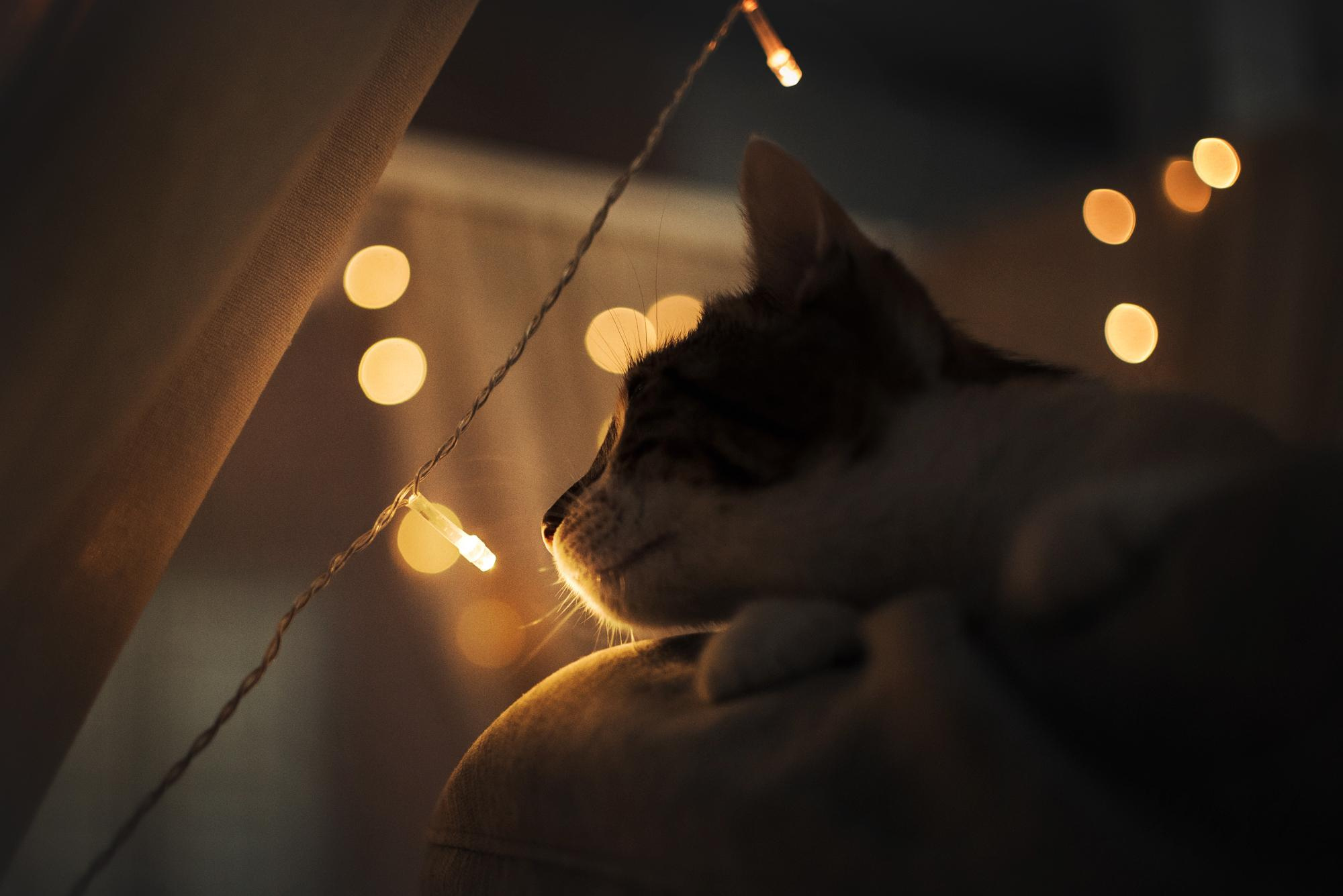 Are they looking for or have found a family. Real moments between people and their dogs