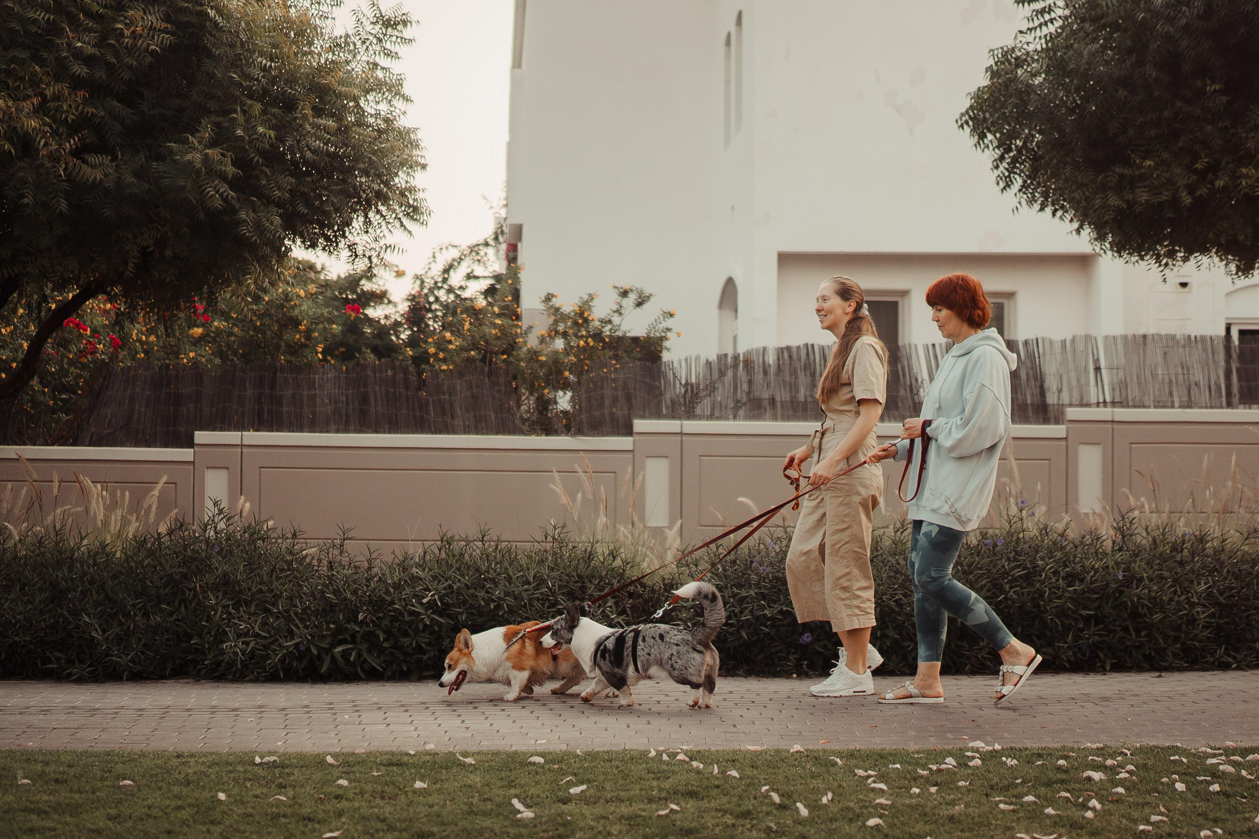 Family photo shoot. Real moments between people and their dogs