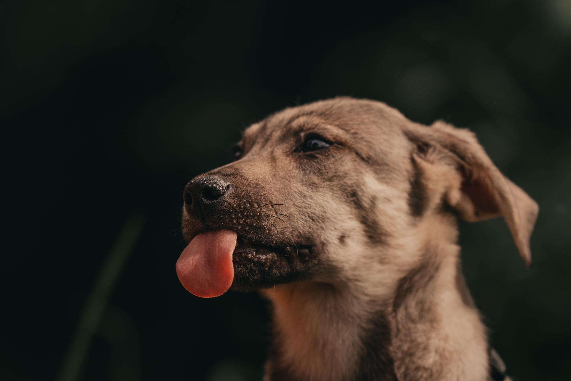 Are they looking for or have found a family. Real moments between people and their dogs
