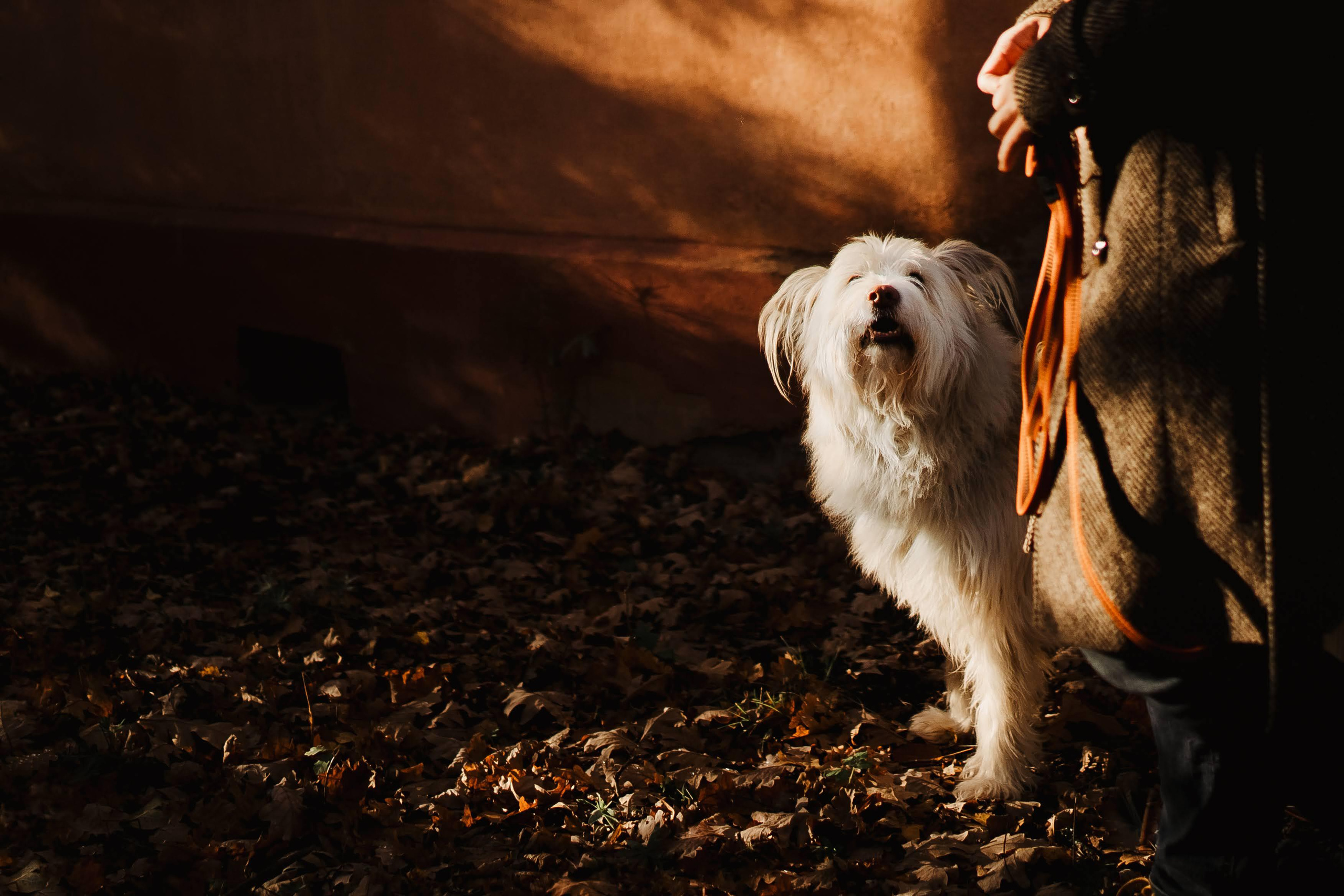 Julia and Marta. Real moments between people and their dogs