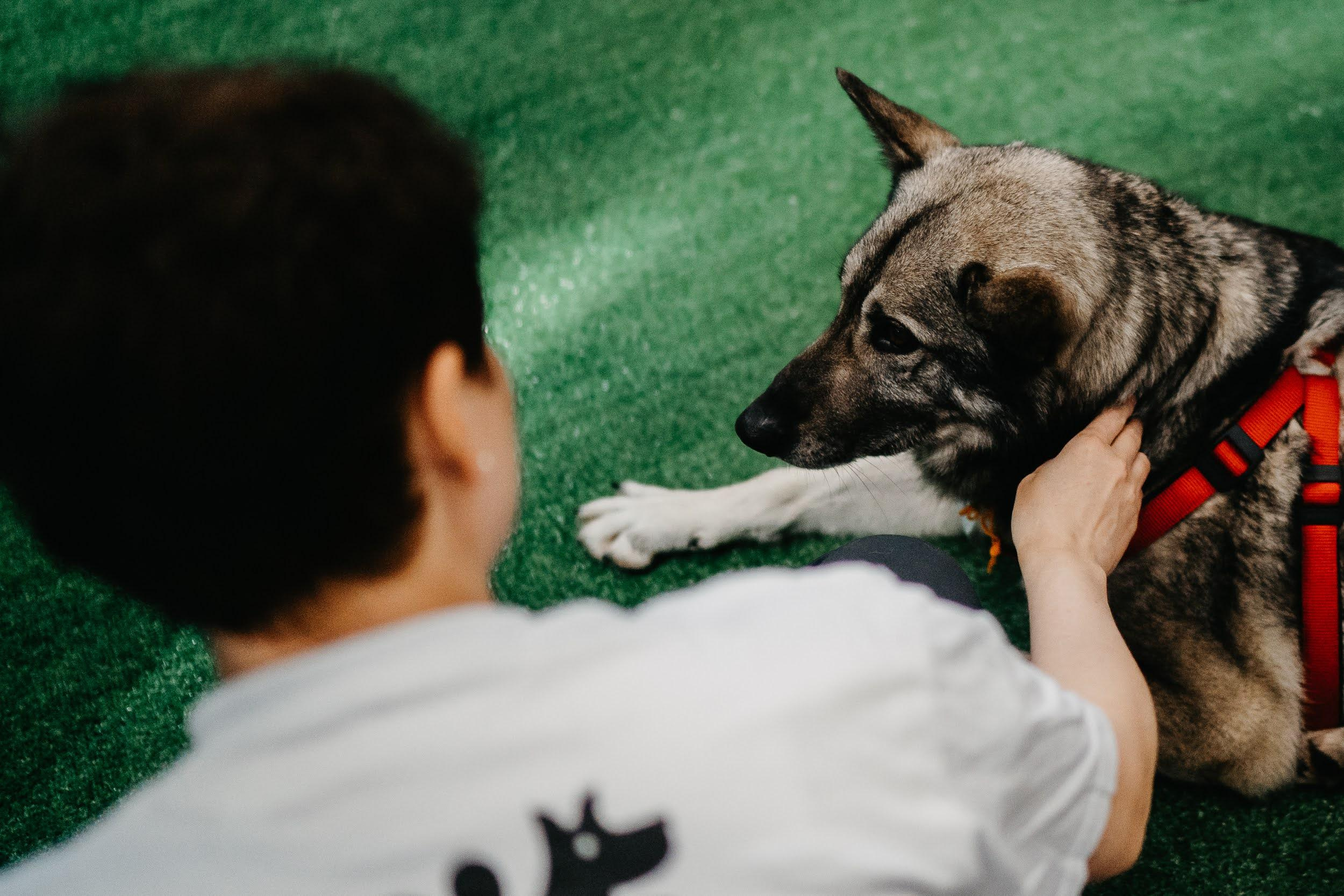 Shelter dogs. Real moments between people and their dogs