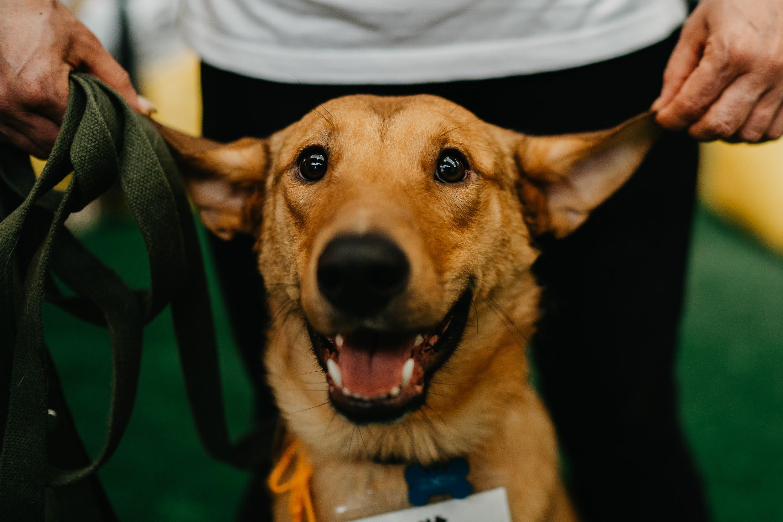 Shelter dogs. Real moments between people and their dogs