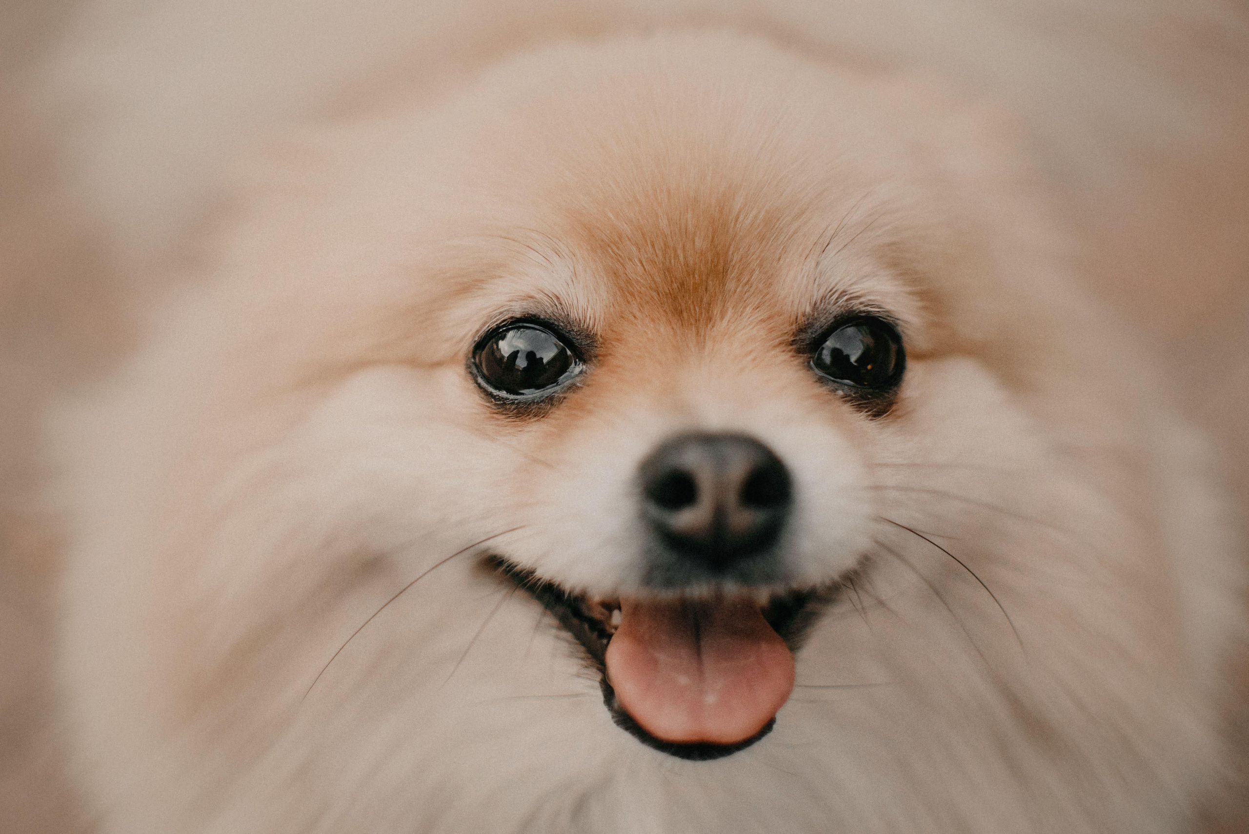 Anastasia and Vesta. Real moments between people and their dogs