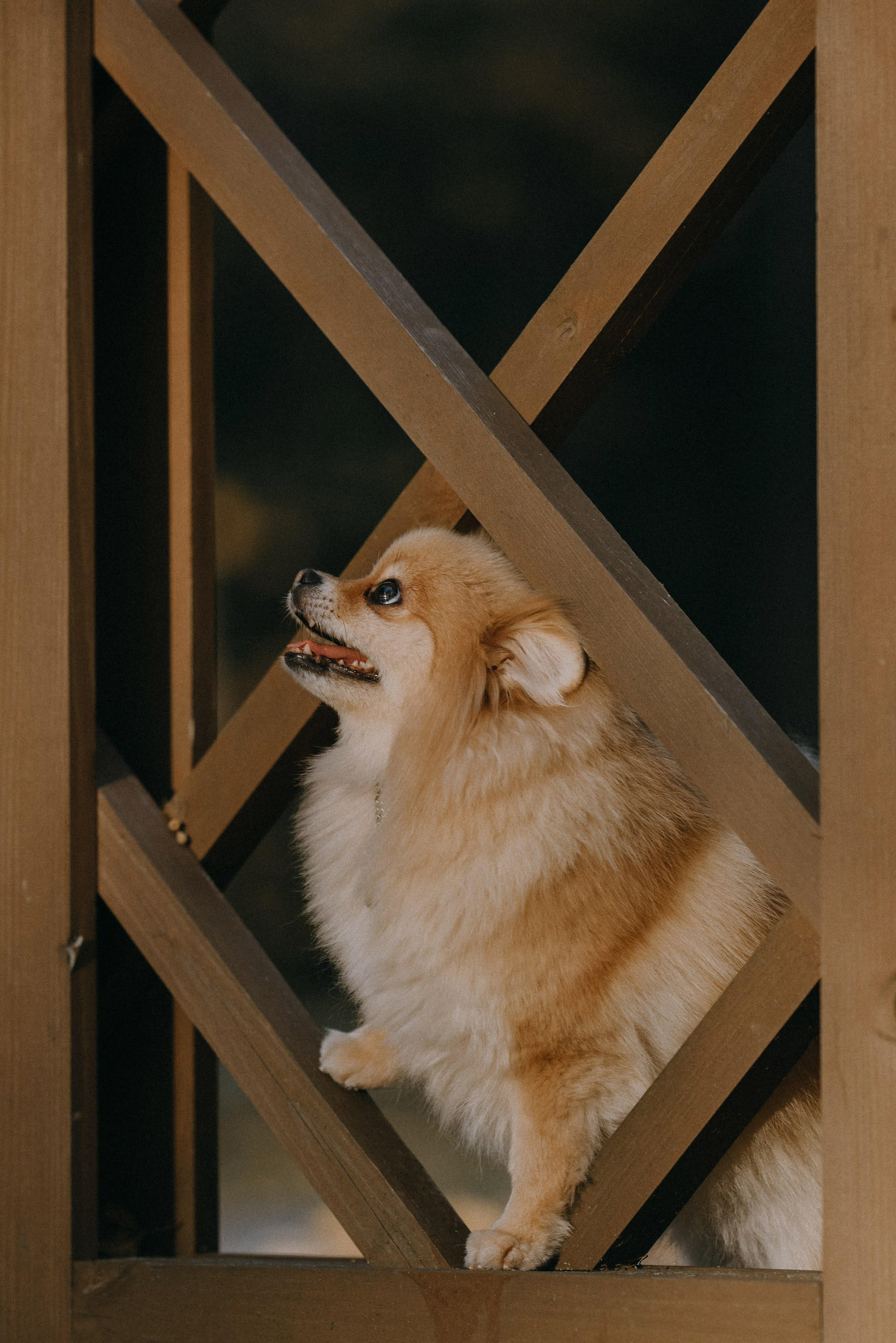 Anastasia and Vesta. Real moments between people and their dogs