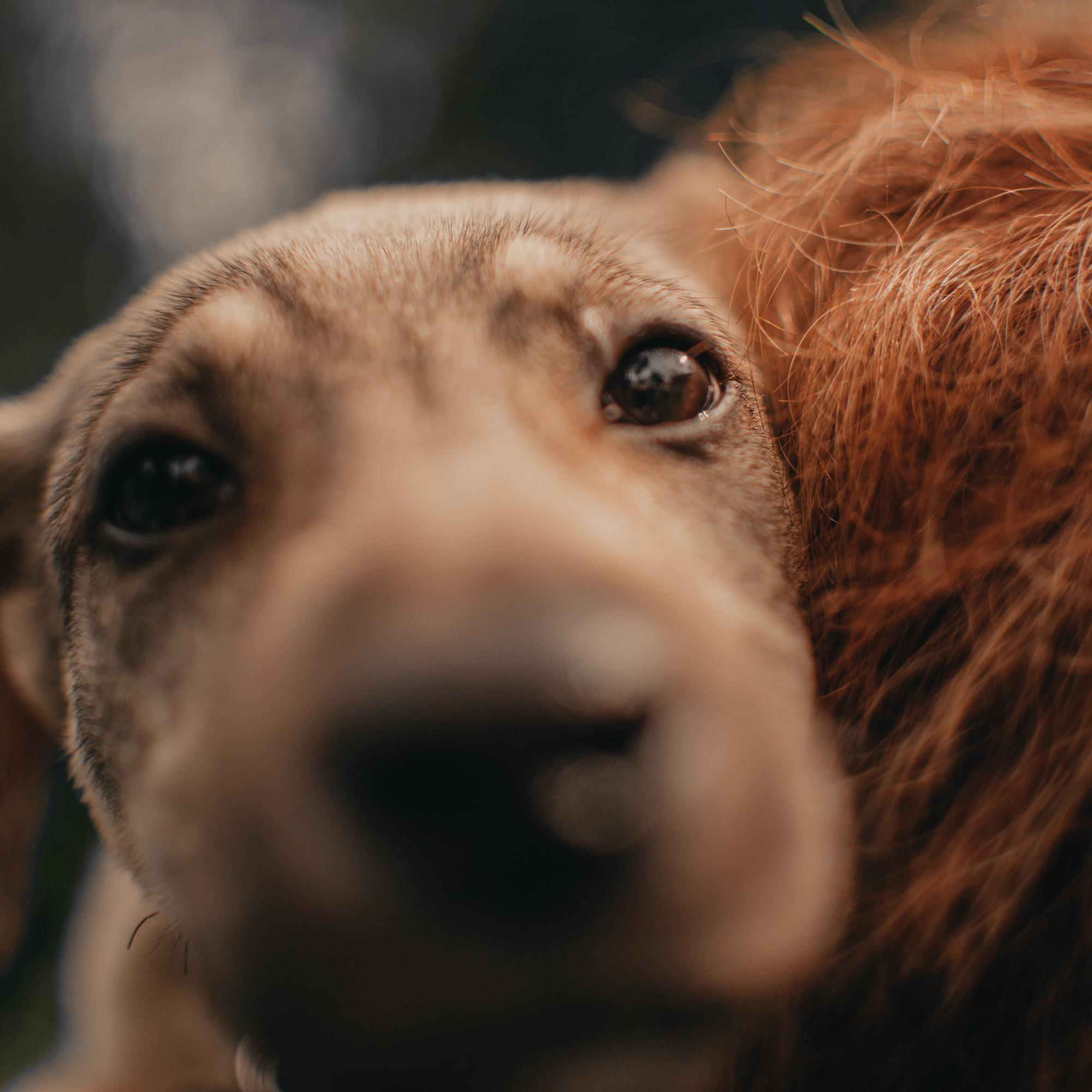 Are they looking for or have found a family. Real moments between people and their dogs