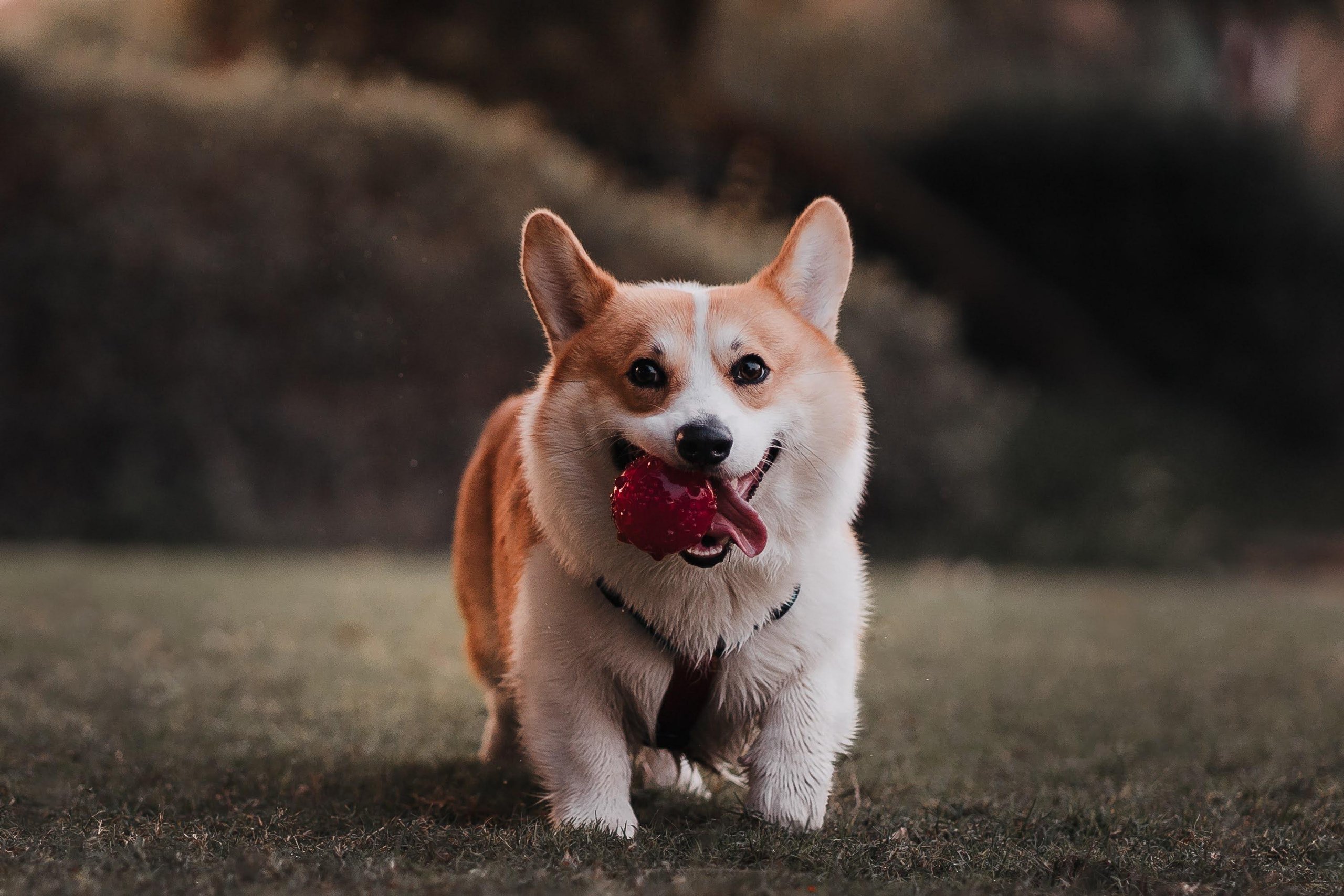Family photo shoot. Real moments between people and their dogs