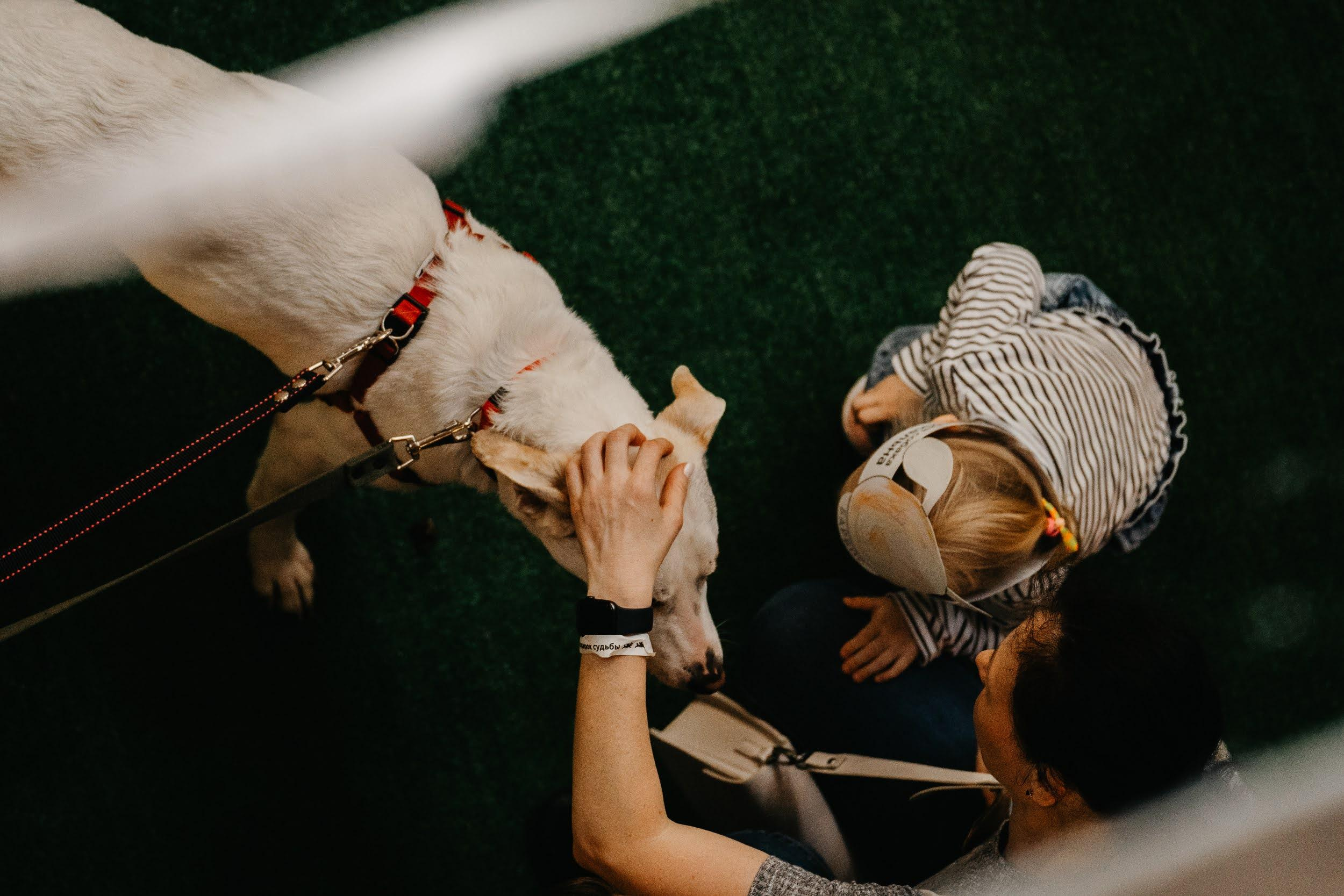 Shelter dogs. Real moments between people and their dogs