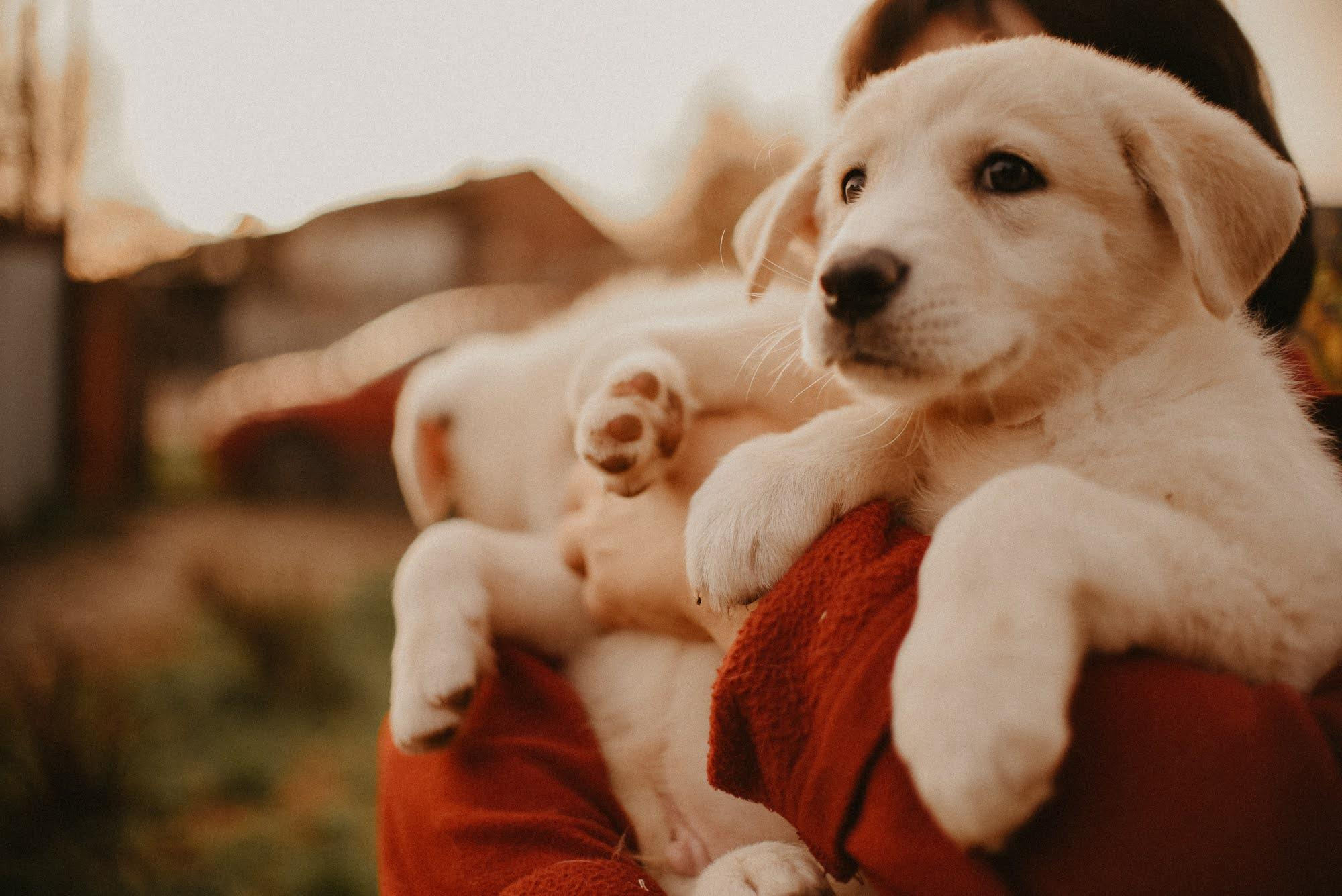 Are they looking for or have found a family. Real moments between people and their dogs