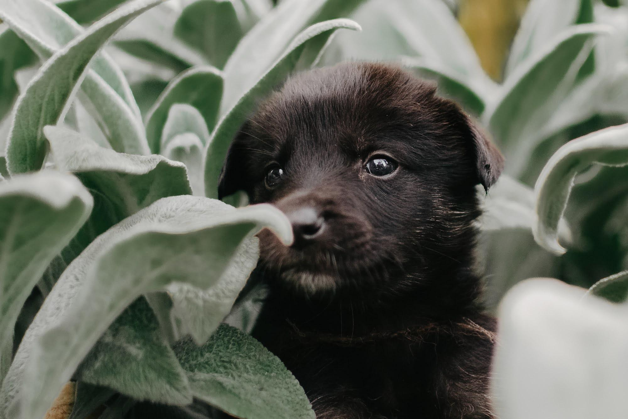 Are they looking for or have found a family. Real moments between people and their dogs