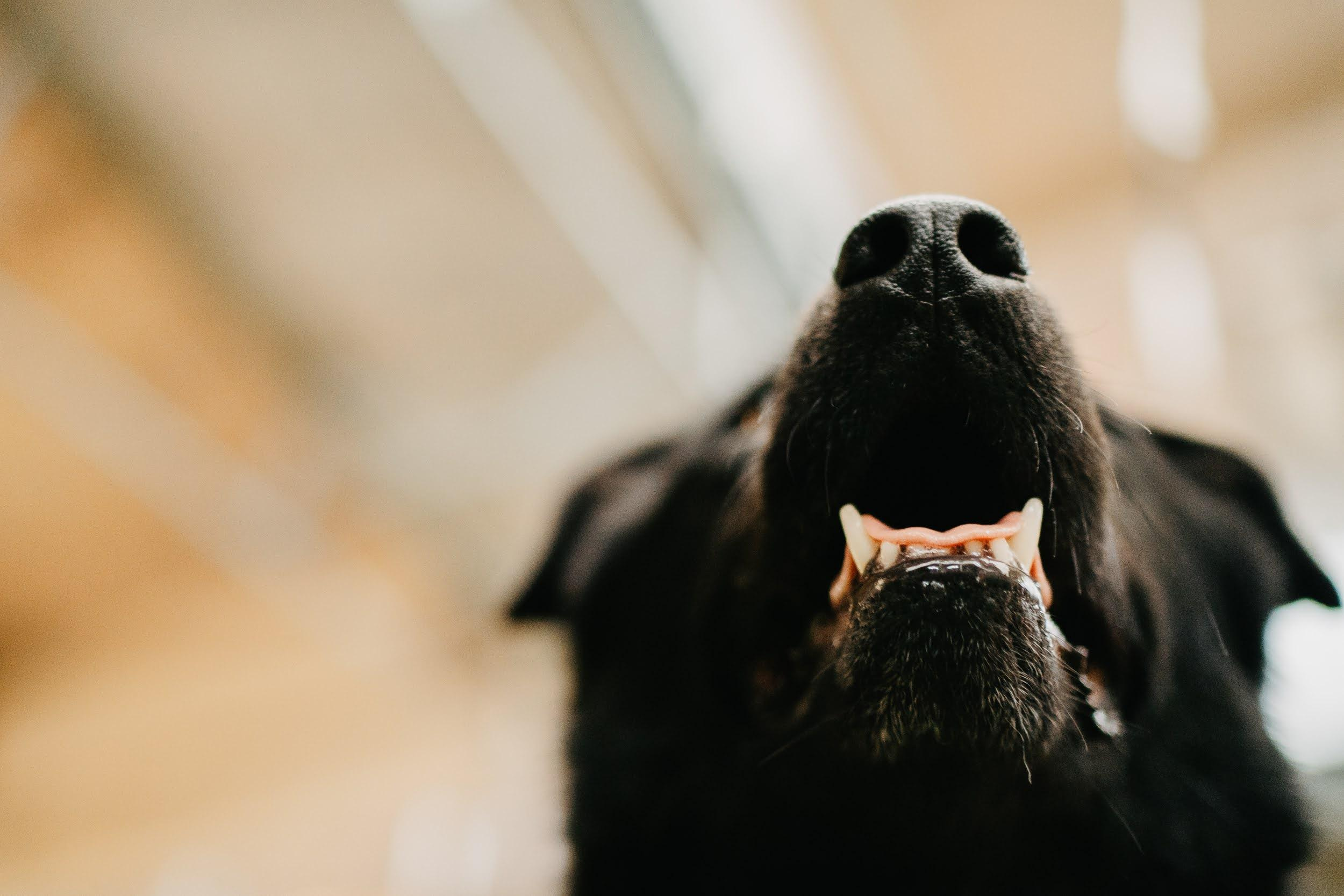 Shelter dogs. Real moments between people and their dogs