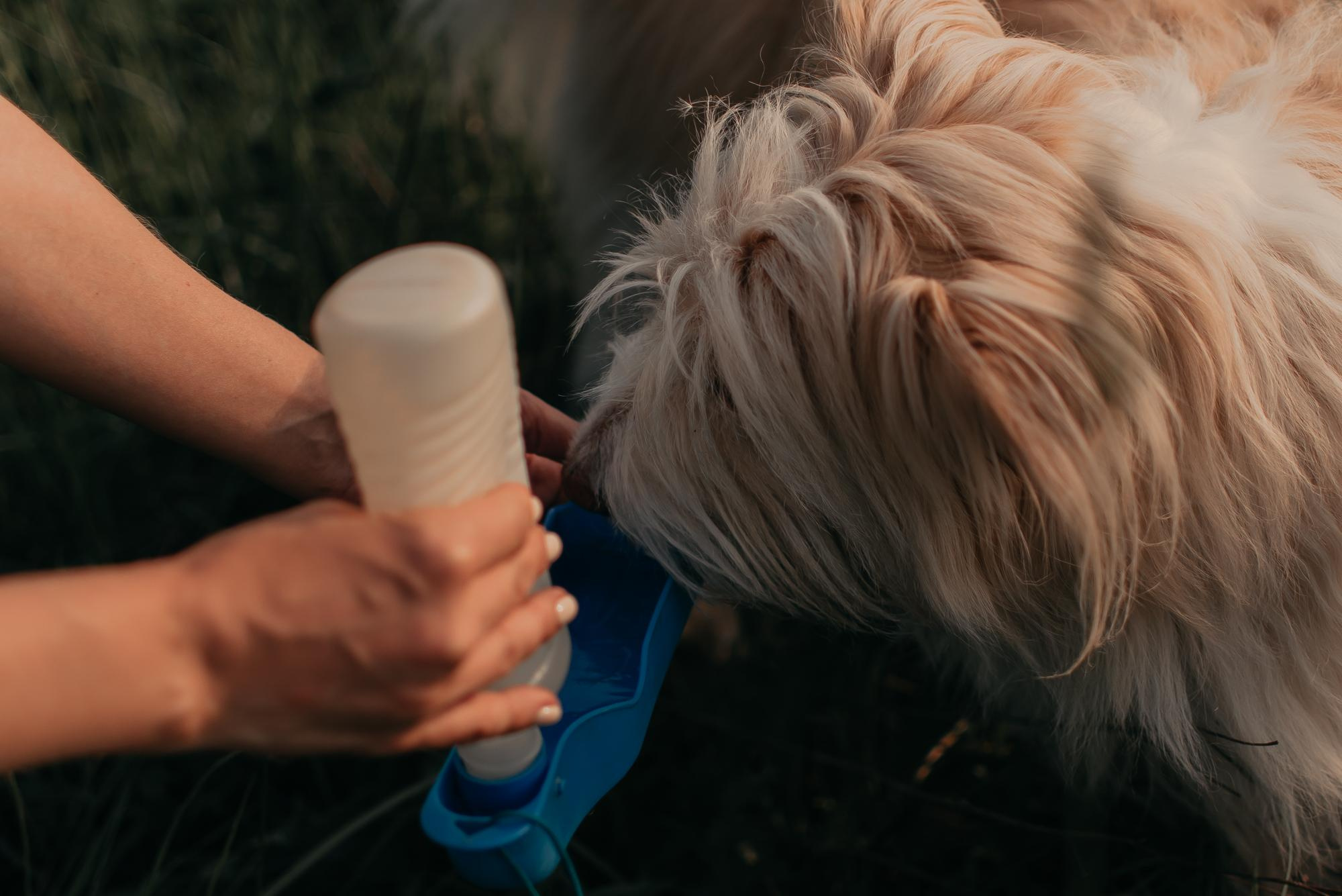 Julia and Marta. Real moments between people and their dogs
