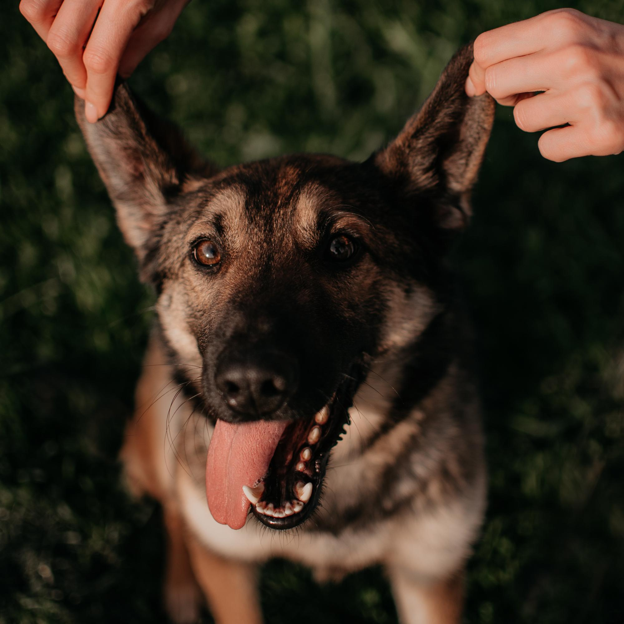 Are they looking for or have found a family. Real moments between people and their dogs