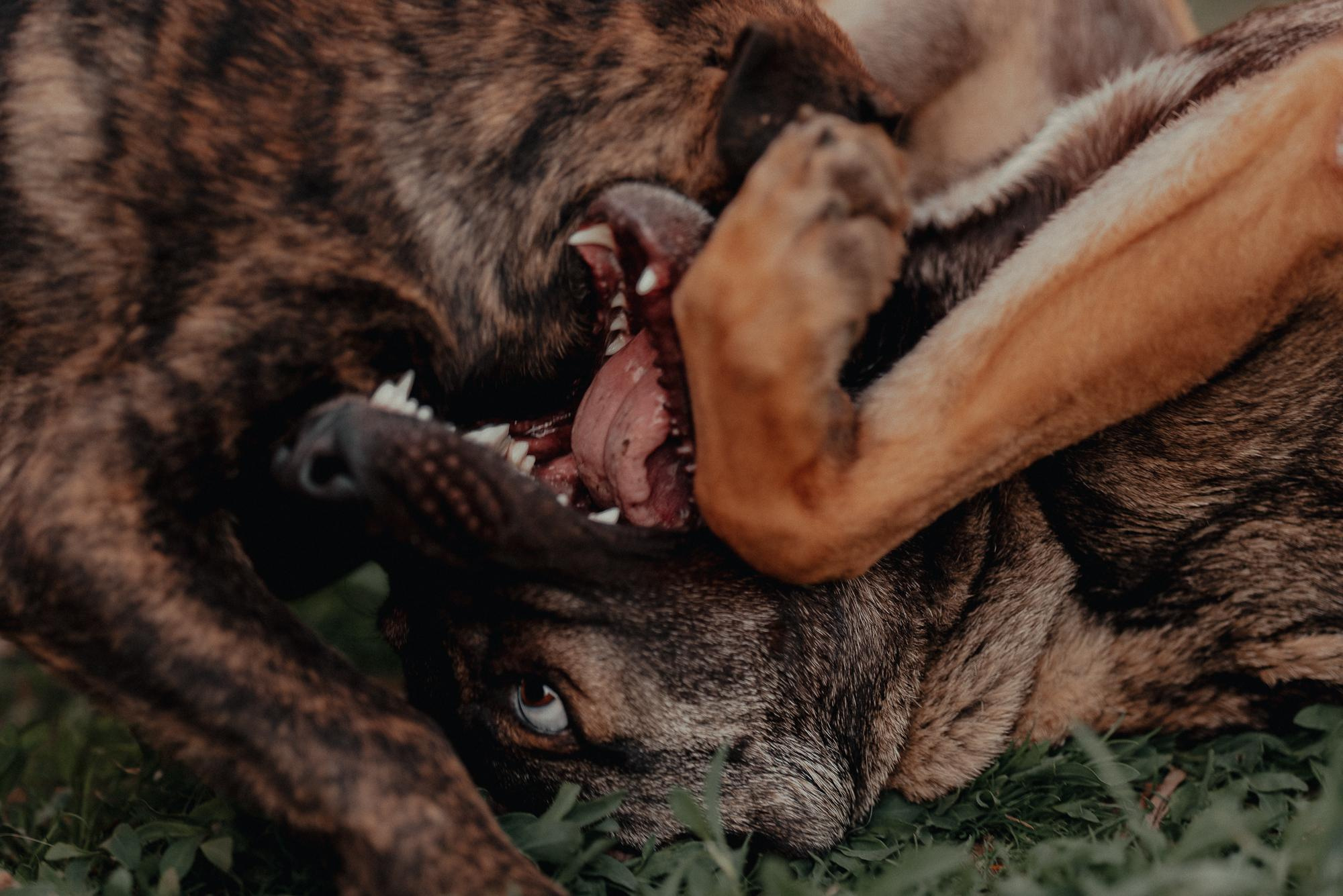 Are they looking for or have found a family. Real moments between people and their dogs