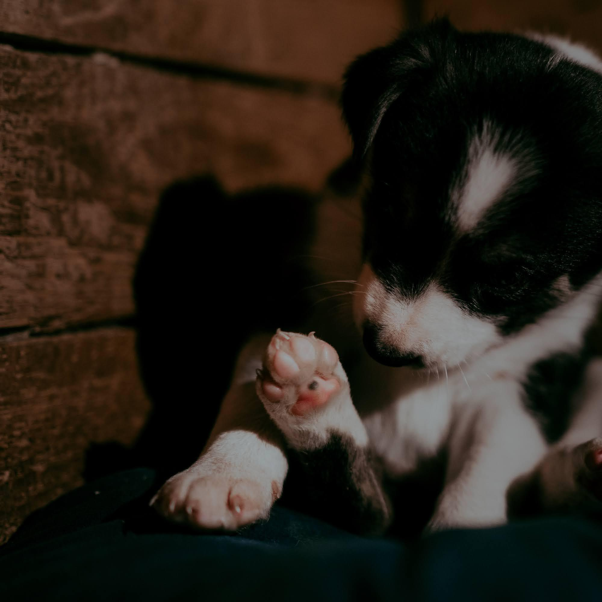 Are they looking for or have found a family. Real moments between people and their dogs