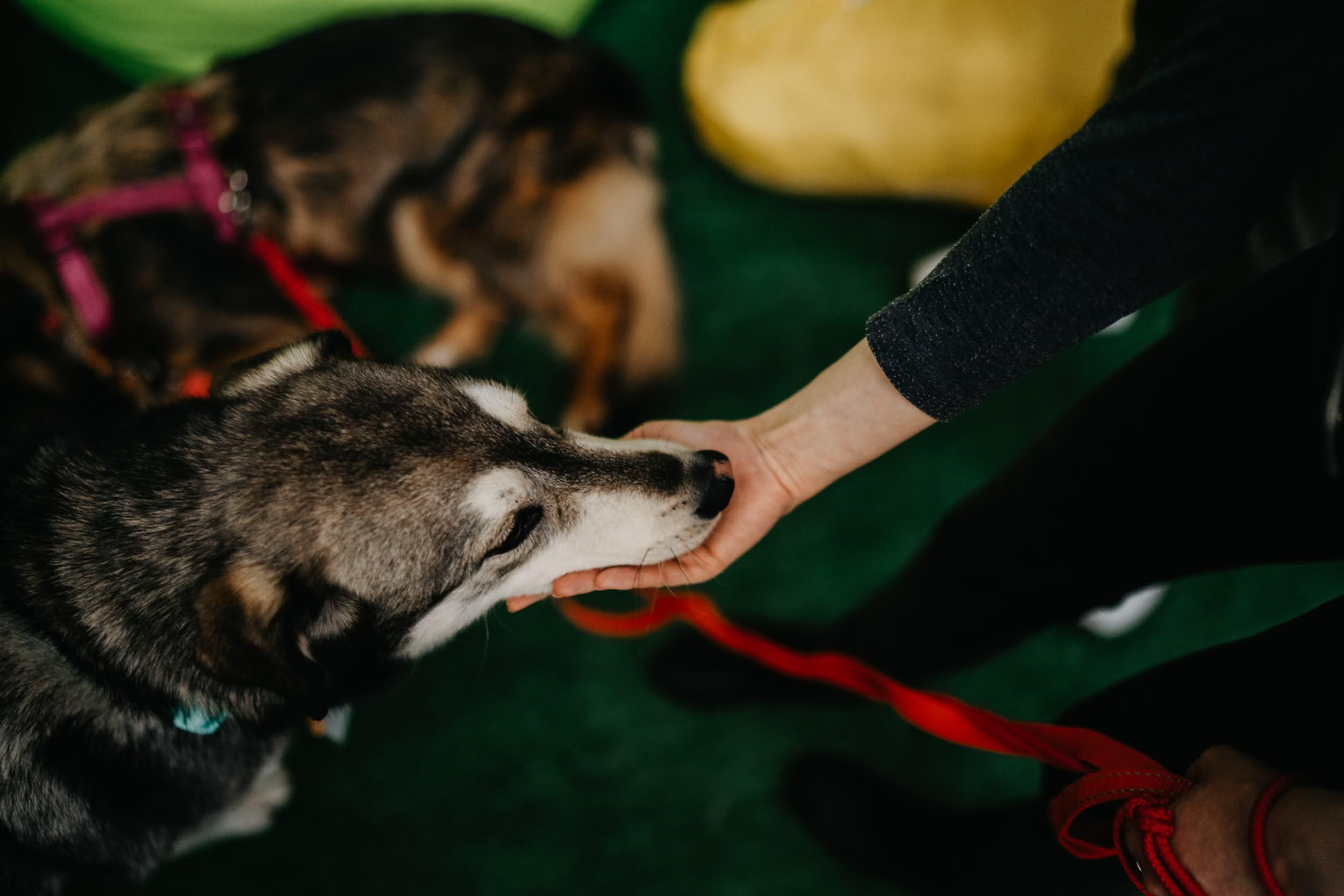 Shelter dogs. Real moments between people and their dogs