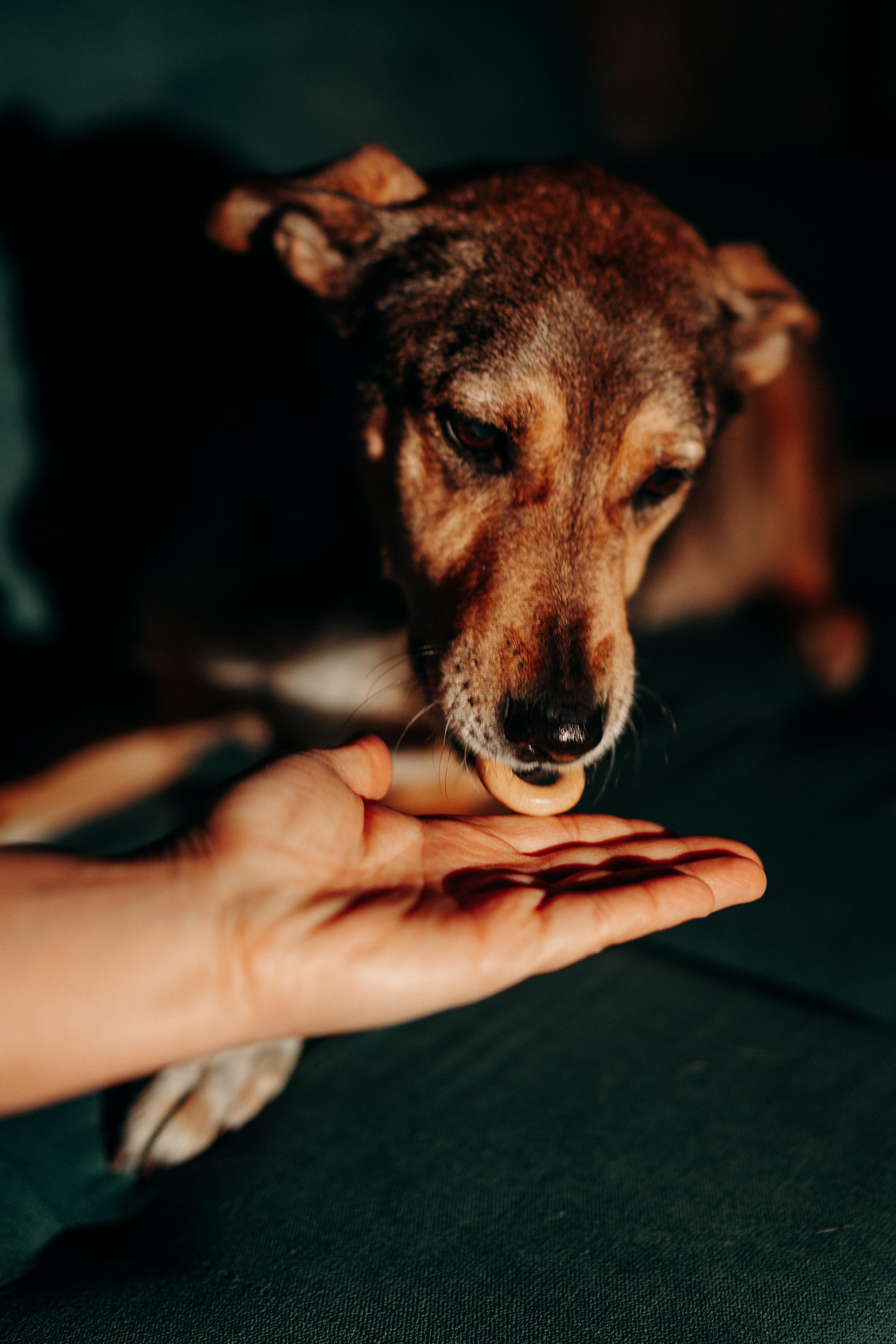 Are they looking for or have found a family. Real moments between people and their dogs