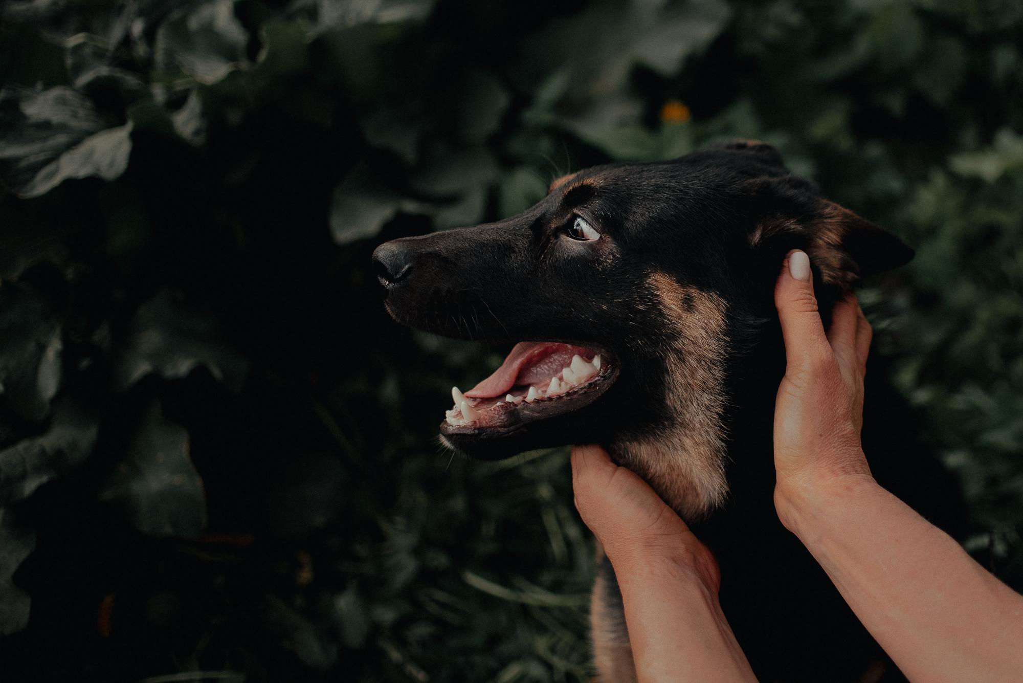 Are they looking for or have found a family. Real moments between people and their dogs