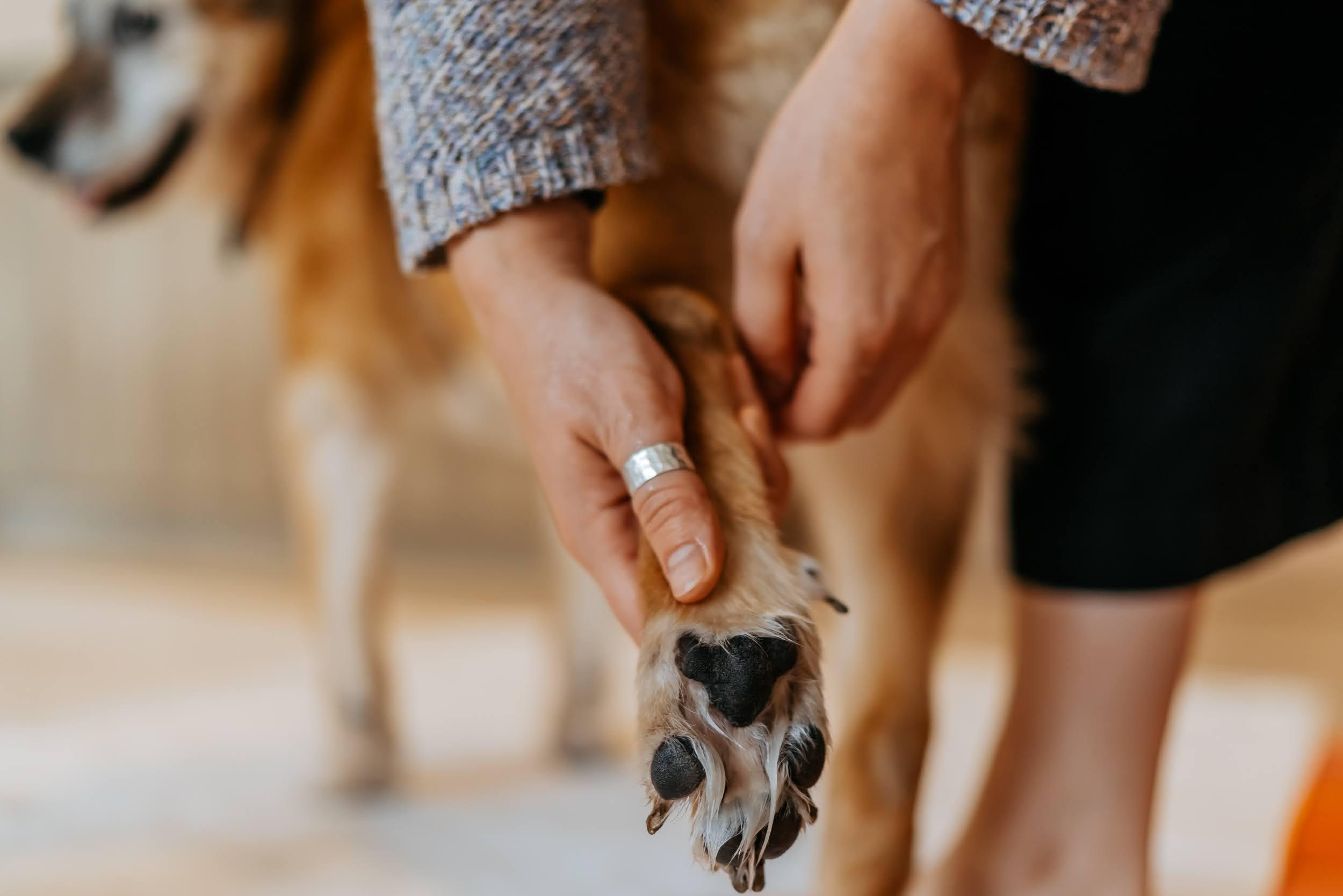 Violet and Hvostik. Real moments between people and their dogs