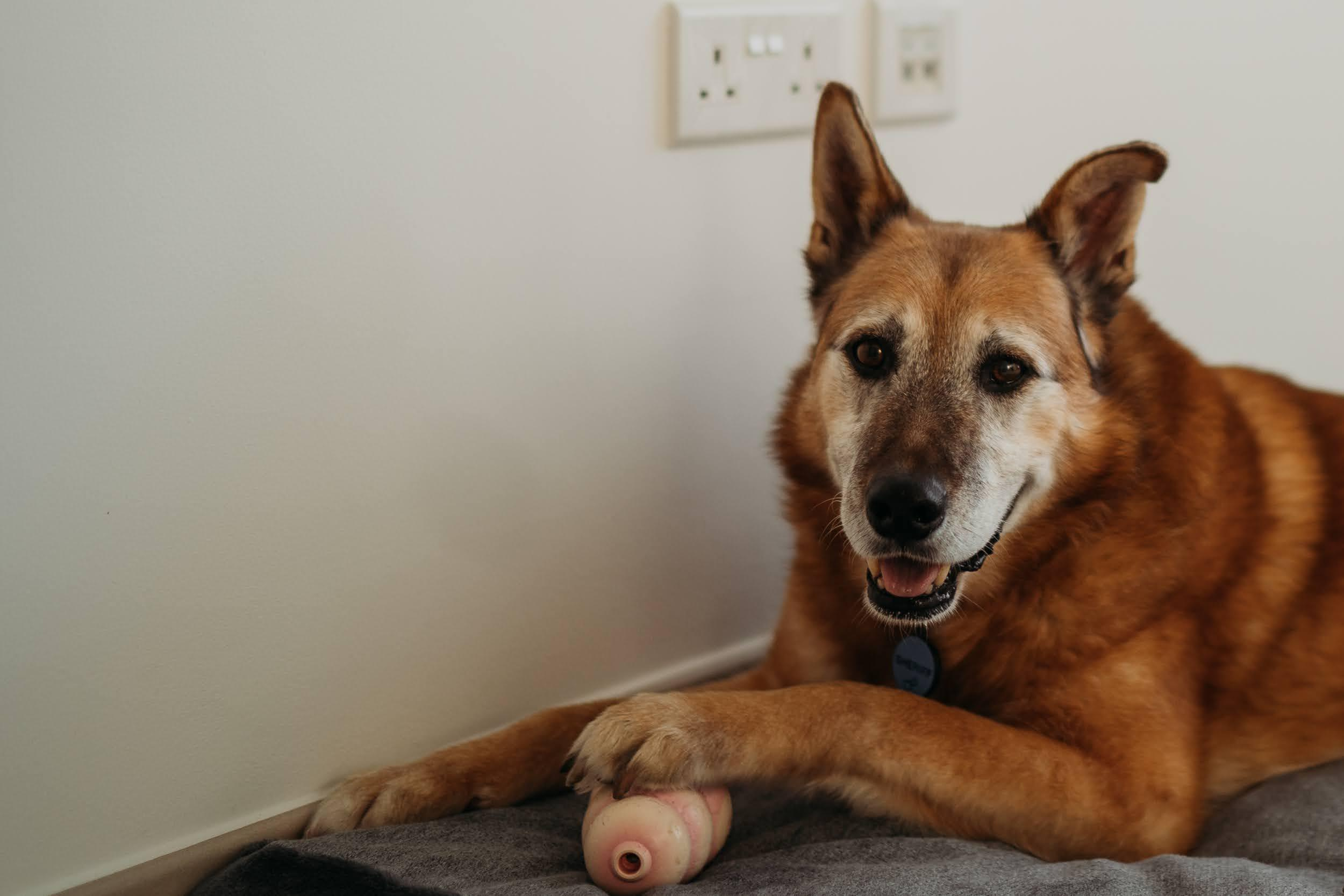 Violet and Hvostik. Real moments between people and their dogs