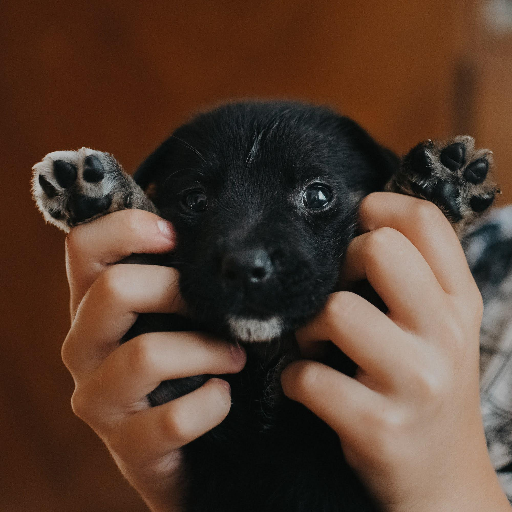 Are they looking for or have found a family. Real moments between people and their dogs
