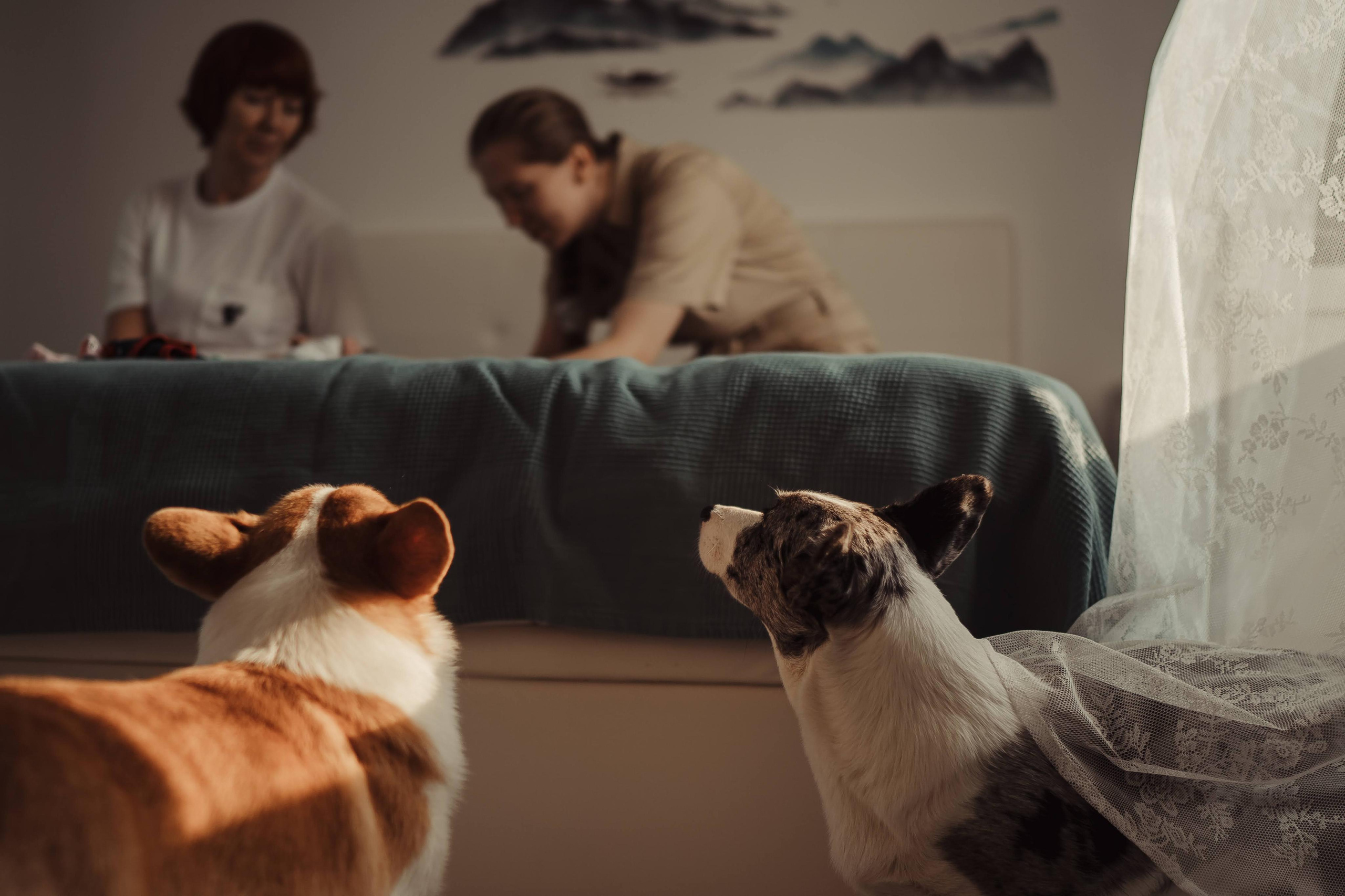 Family photo shoot. Real moments between people and their dogs