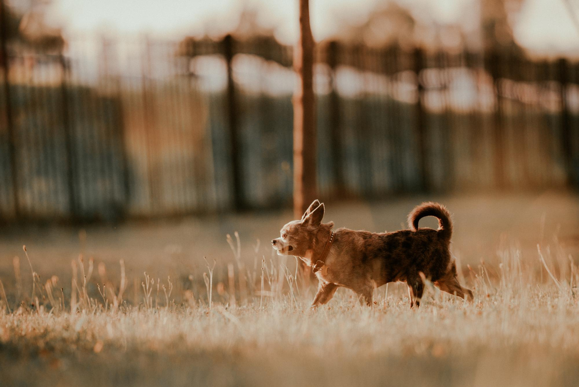 Elena and Vegas. Real moments between people and their dogs