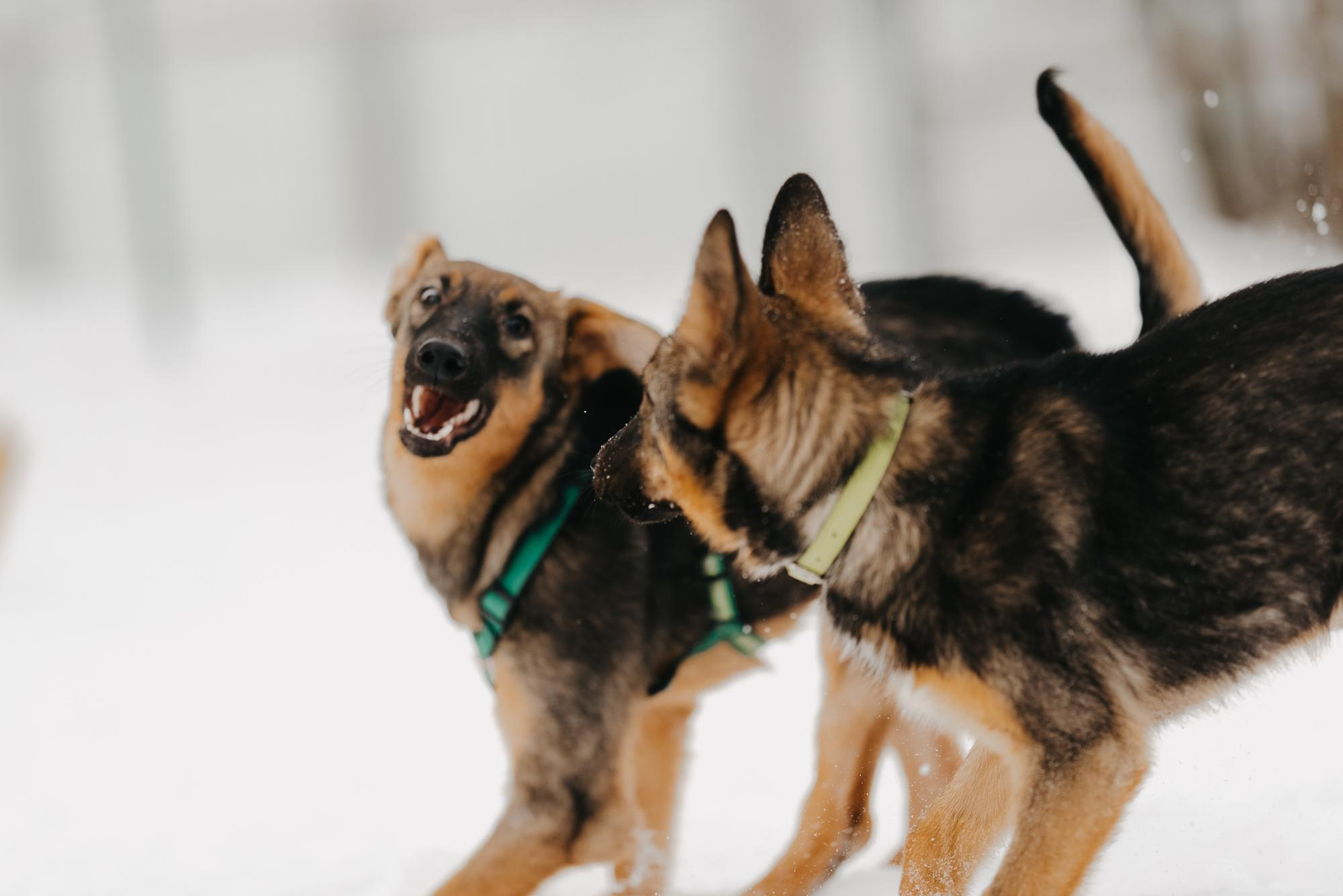 Are they looking for or have found a family. Real moments between people and their dogs