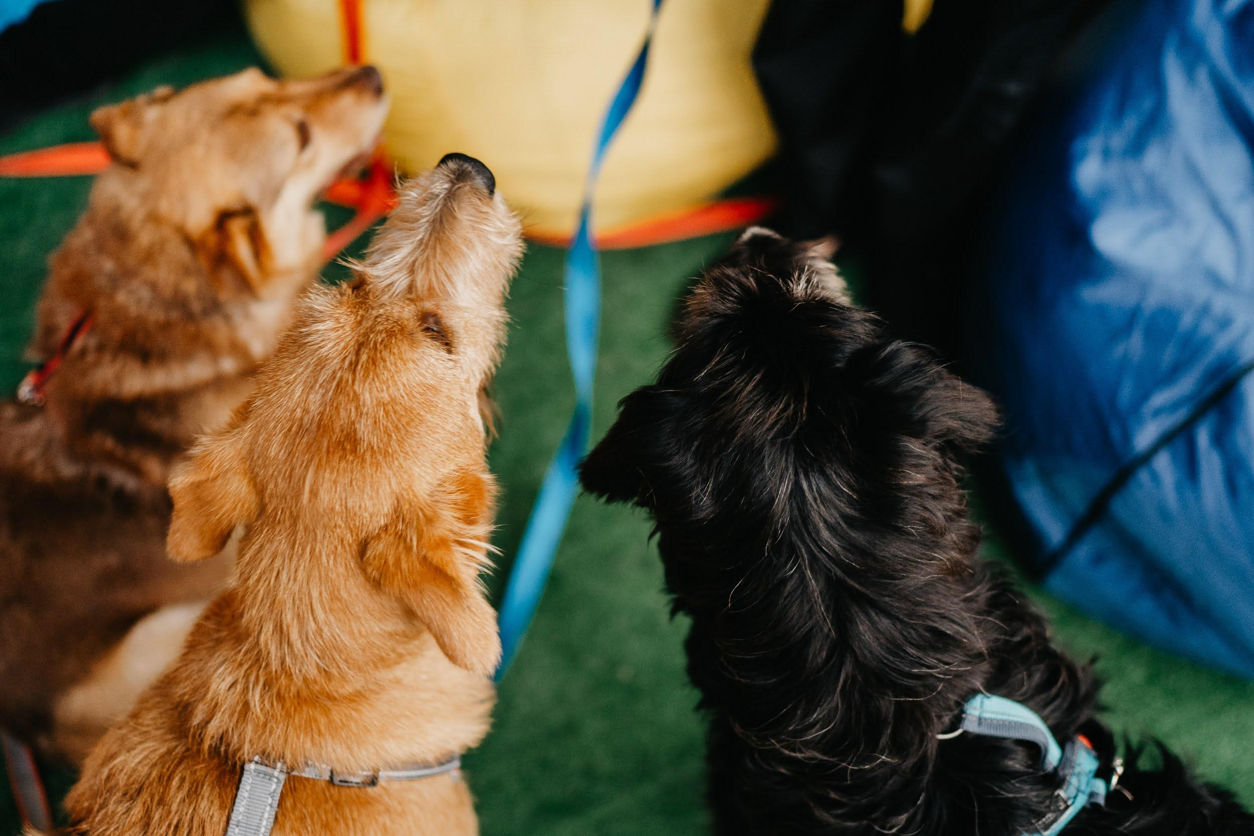 Shelter dogs. Real moments between people and their dogs