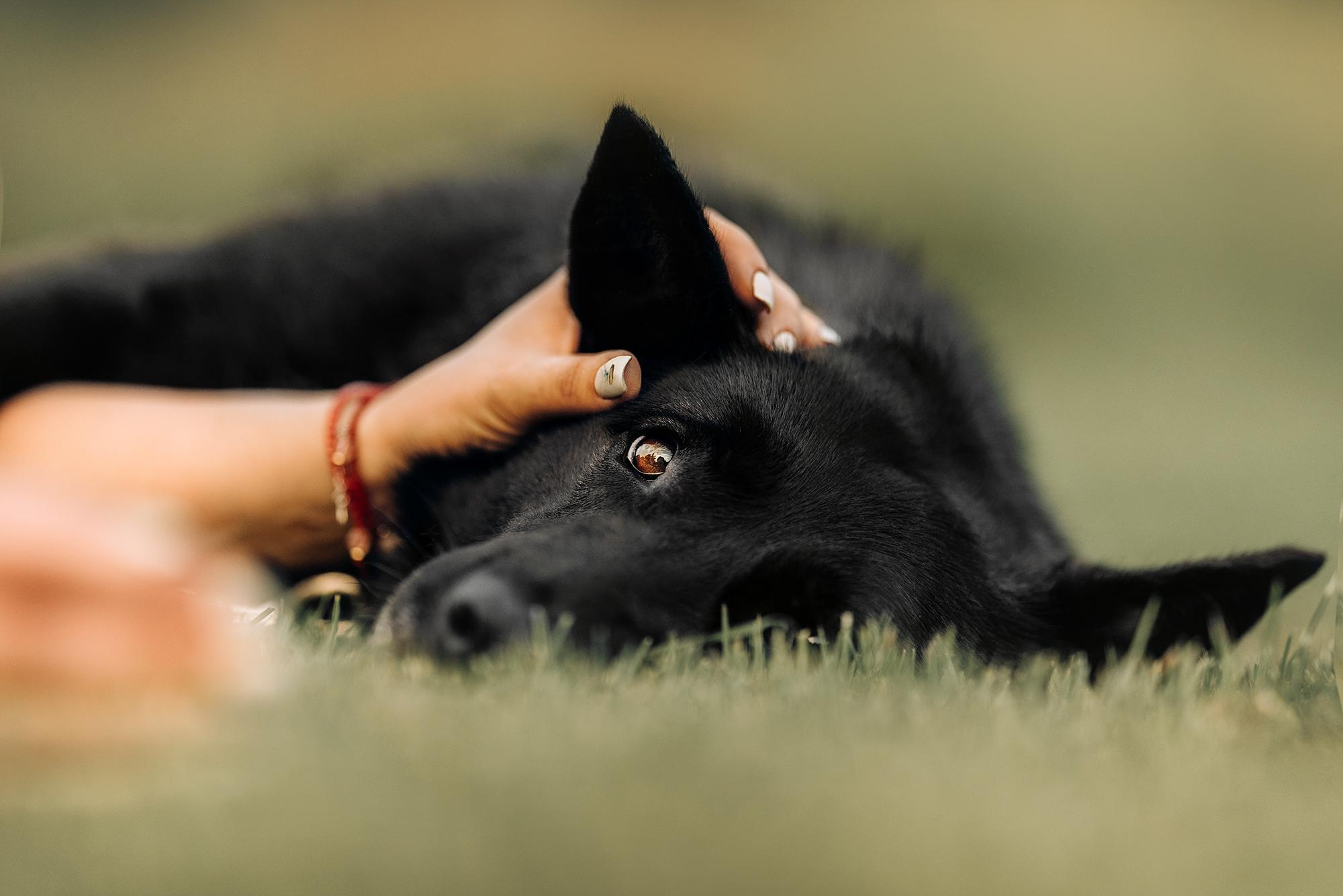 Are they looking for or have found a family. Real moments between people and their dogs