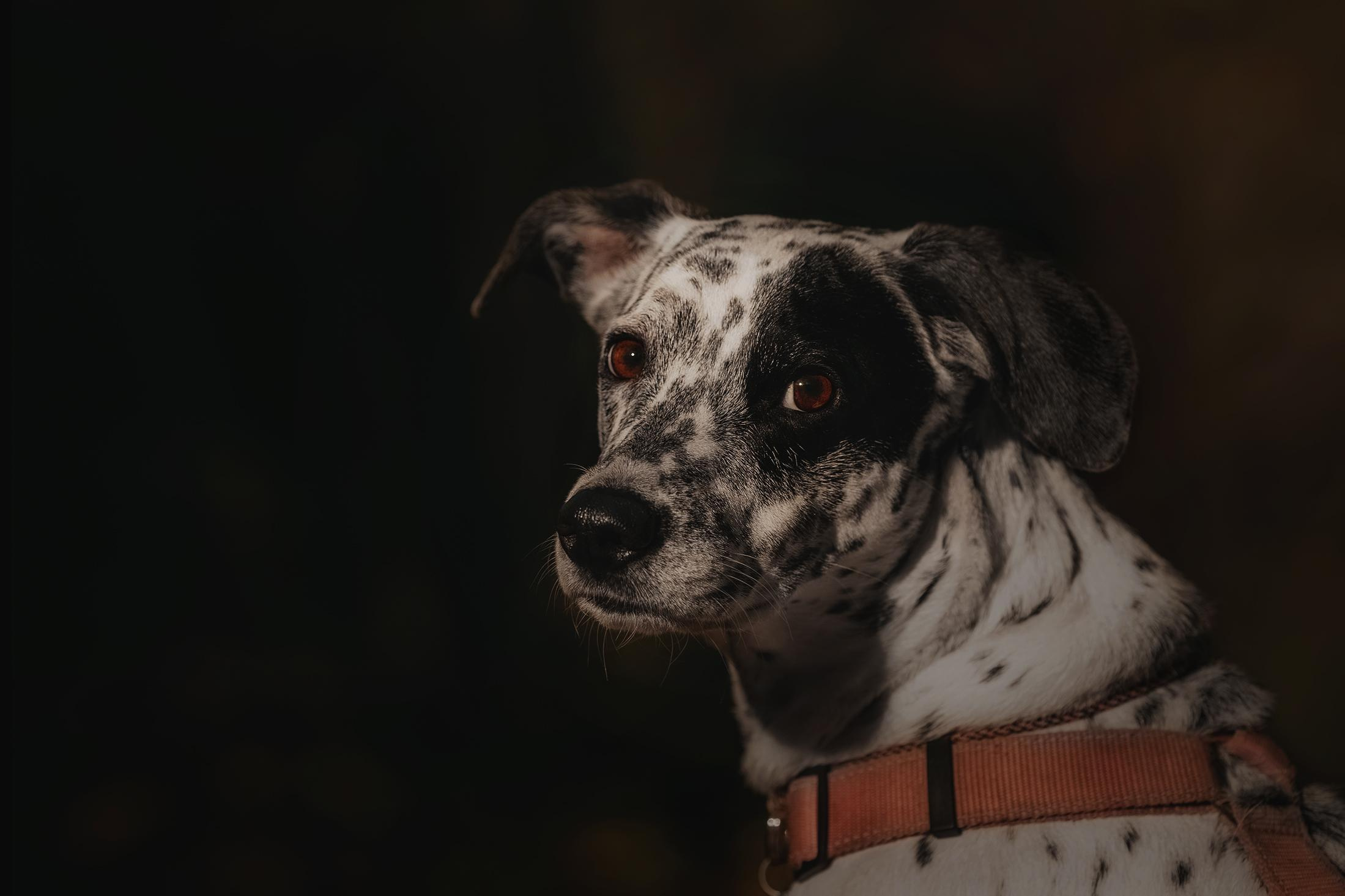 Are they looking for or have found a family. Real moments between people and their dogs