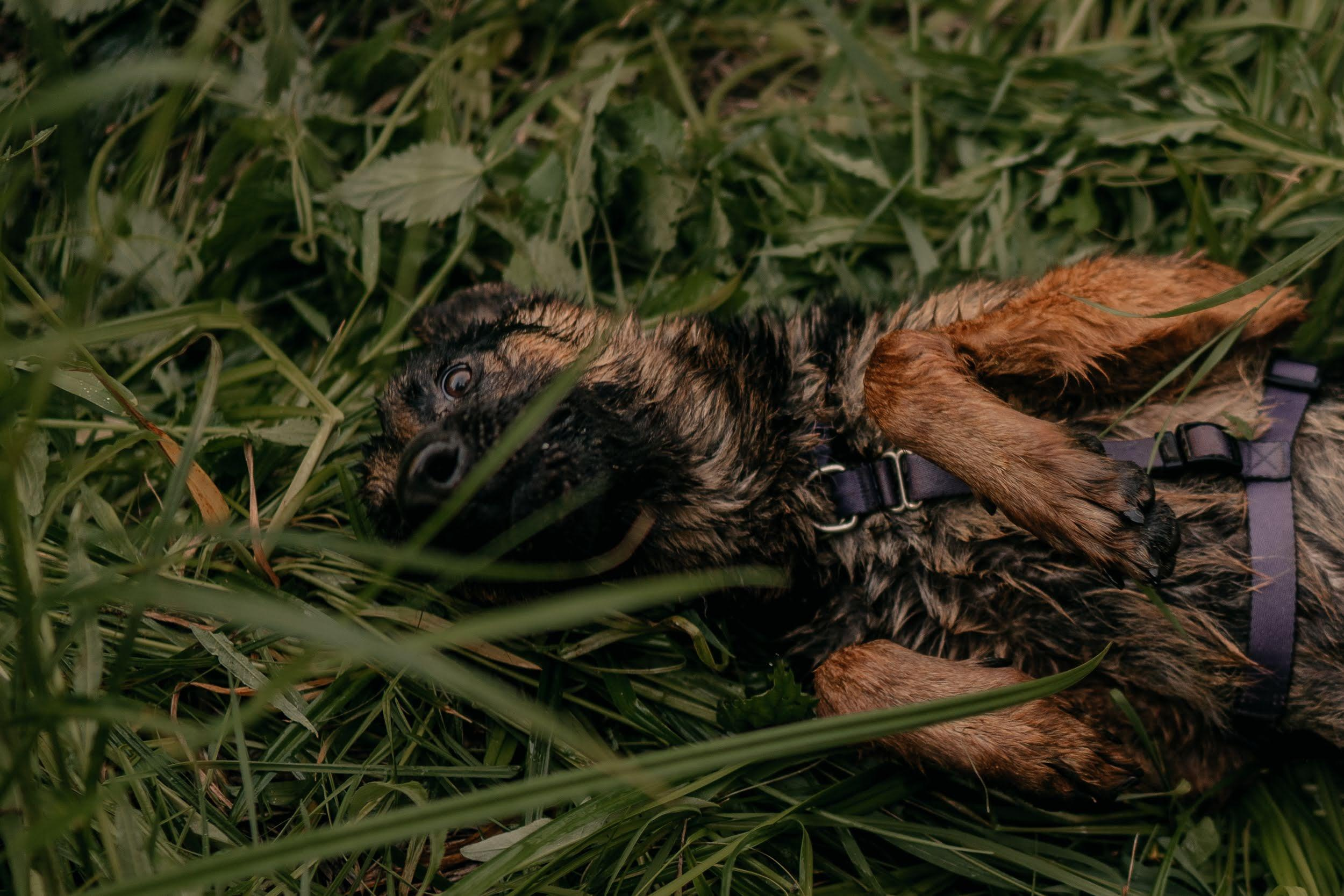 Are they looking for or have found a family. Real moments between people and their dogs