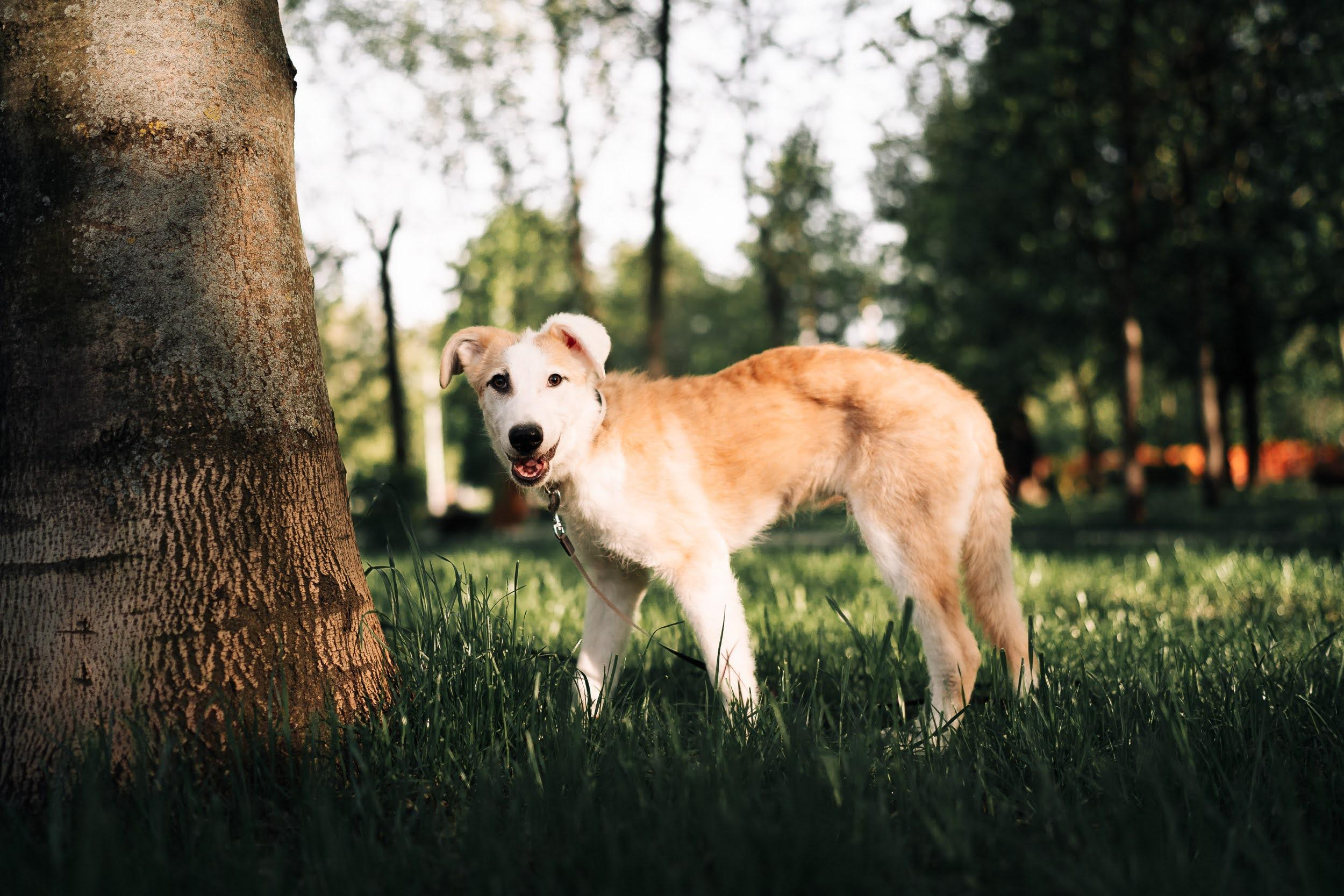 Are they looking for or have found a family. Real moments between people and their dogs